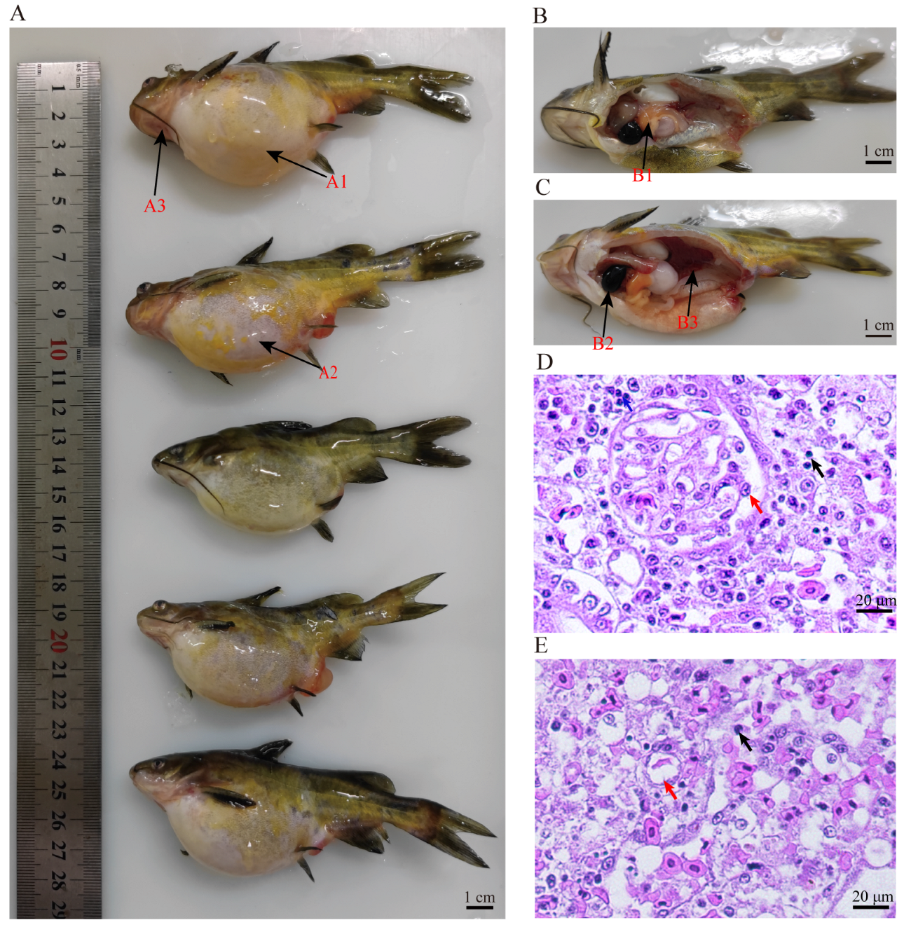 Natural Co-Infections of Aeromonas veronii and Yellow Catfish 