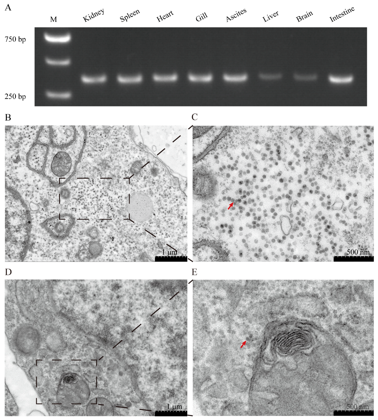 Animals 14 03289 g003