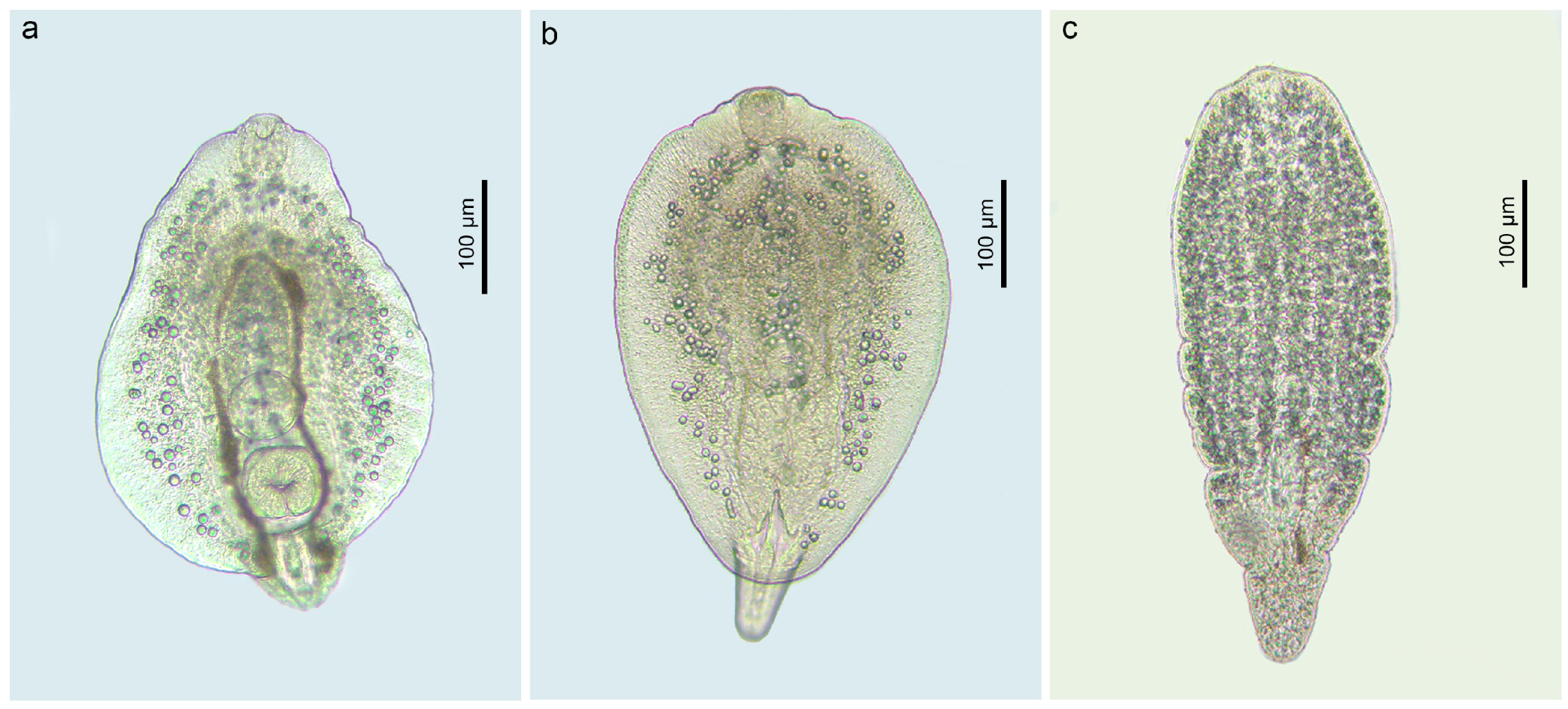 Animals 14 03293 g006