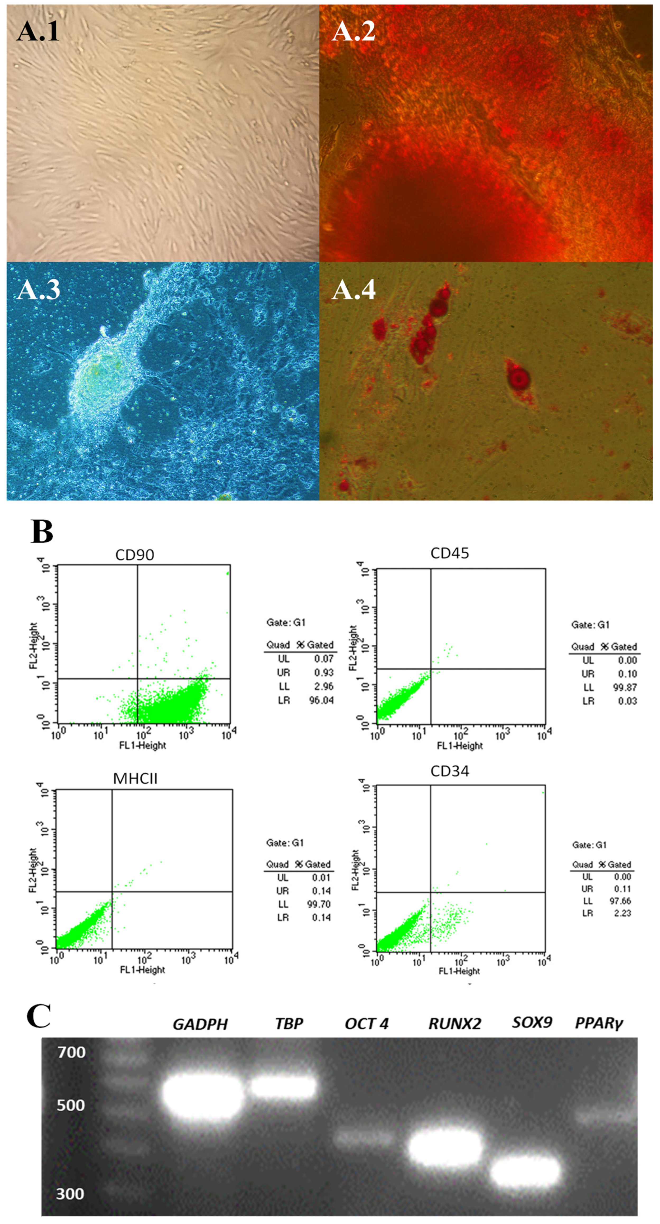 Animals 14 03300 g002