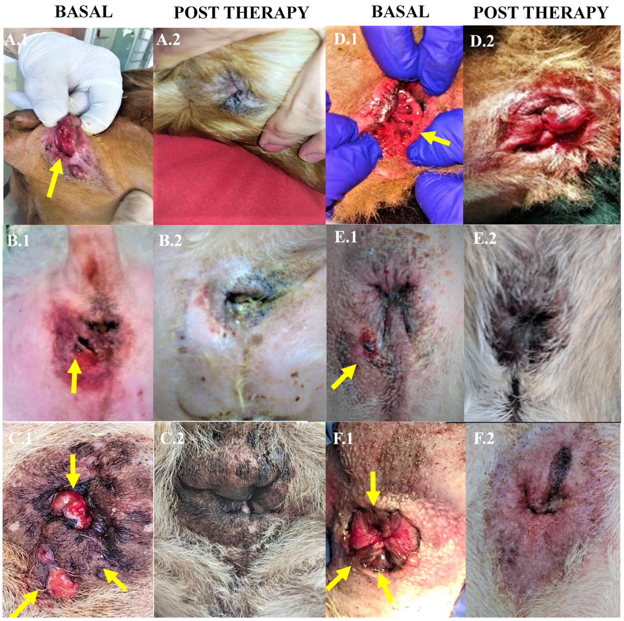 Animals 14 03300 g004