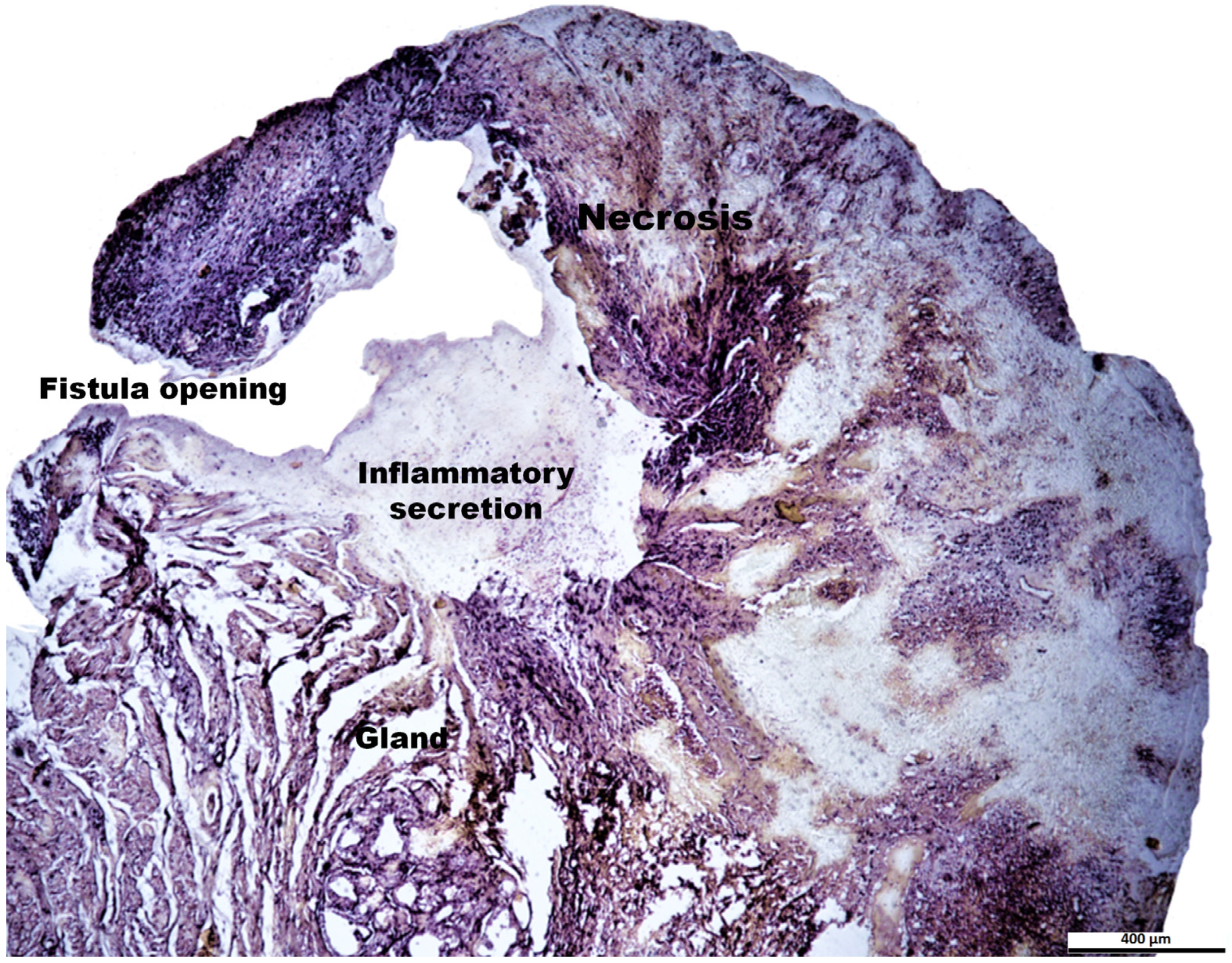 Animals 14 03300 g006