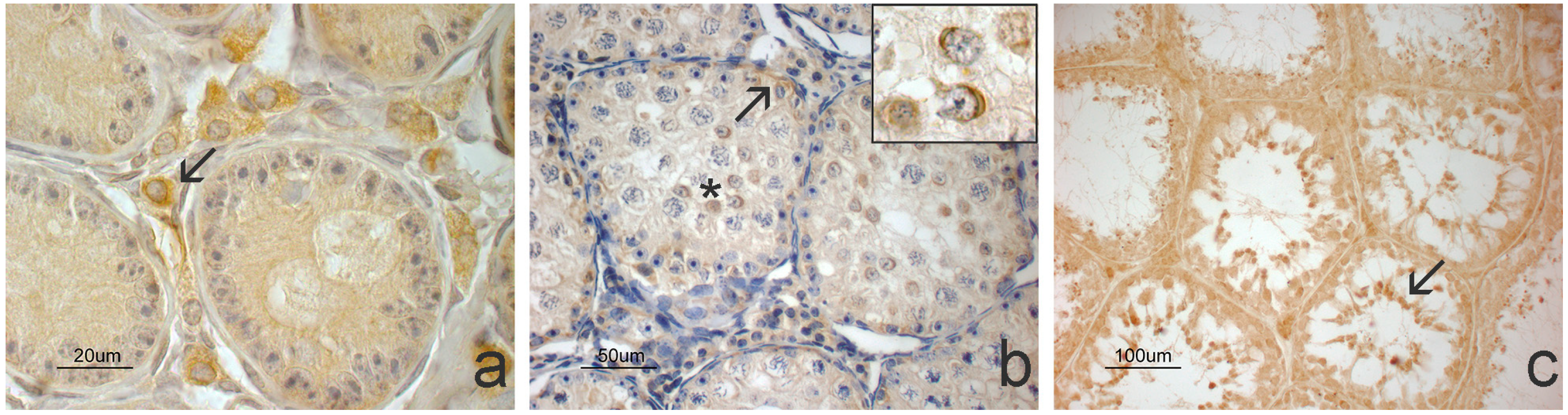 Animals 14 03318 g006 Animals 14 03318 g006