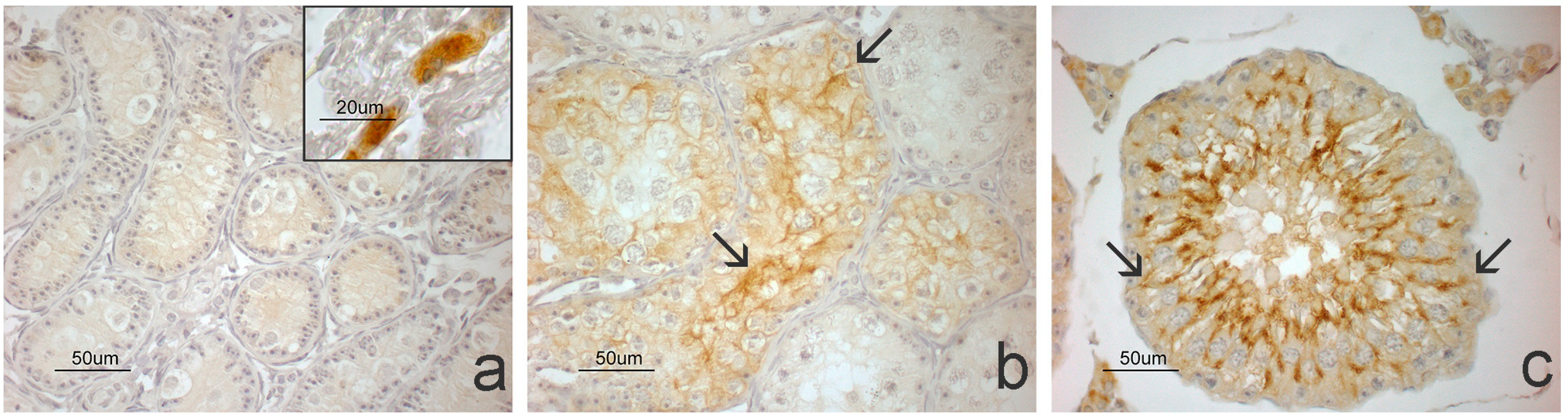 Animals 14 03318 g007 Animals 14 03318 g007