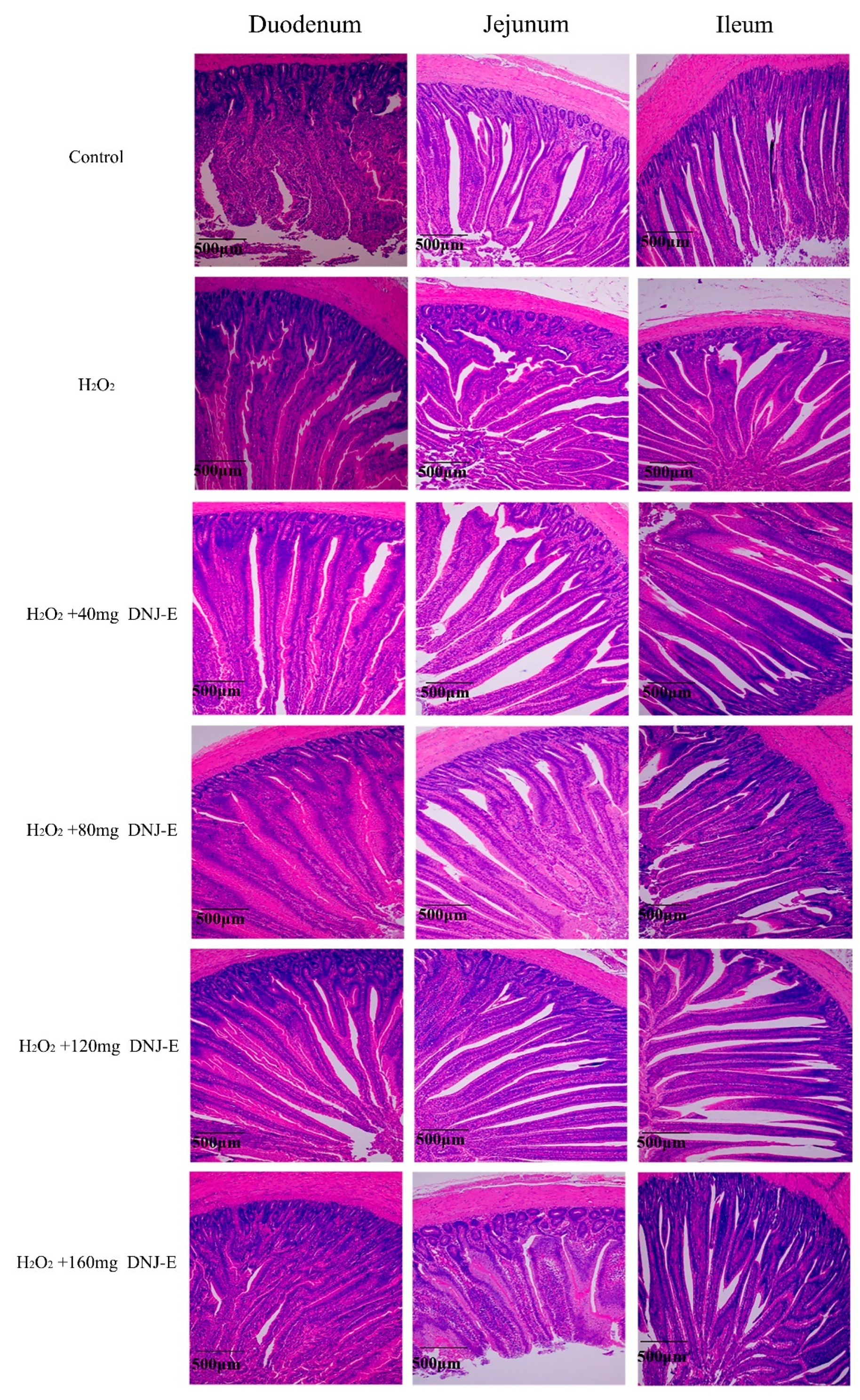 Animals 14 03319 g002