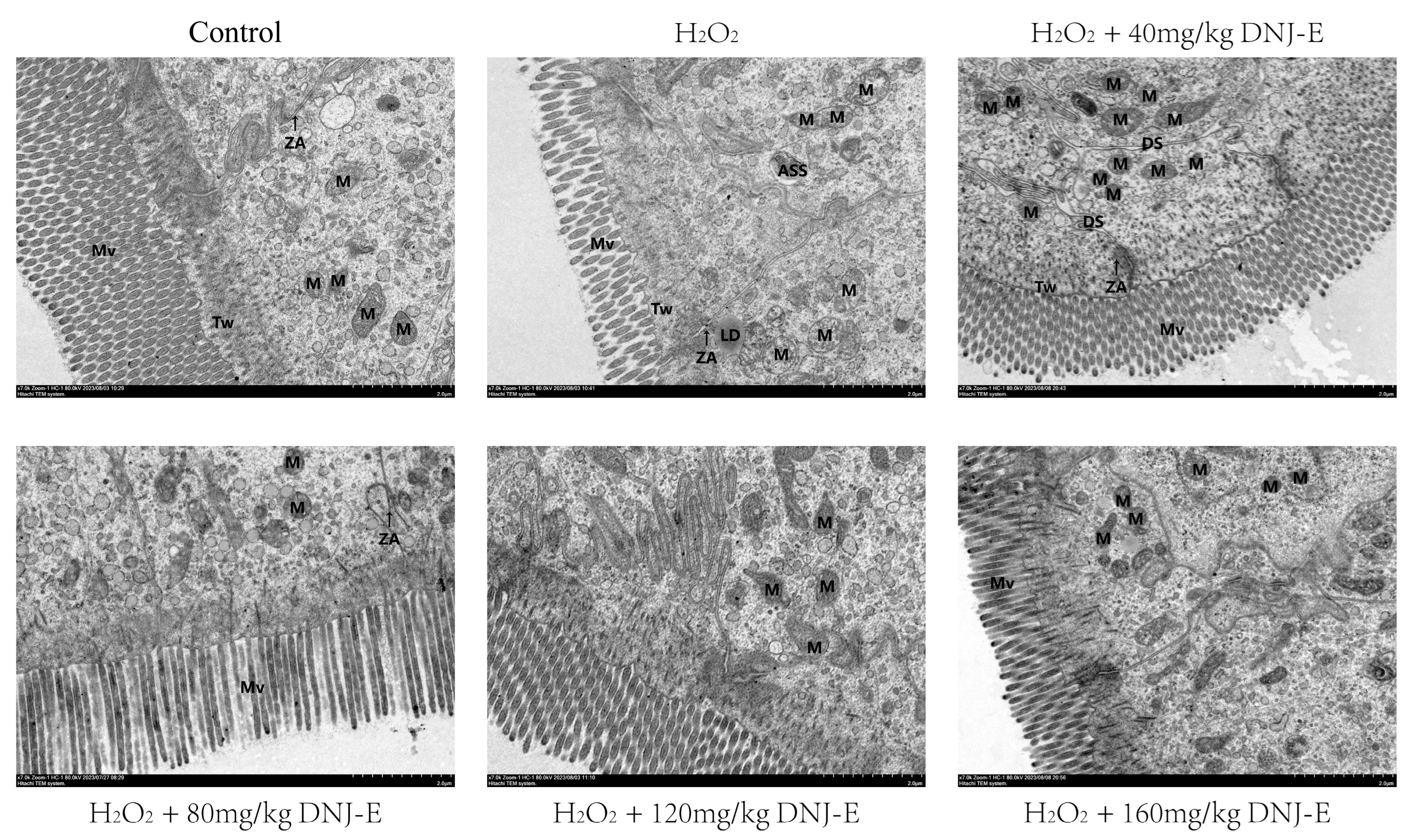 Animals 14 03319 g003