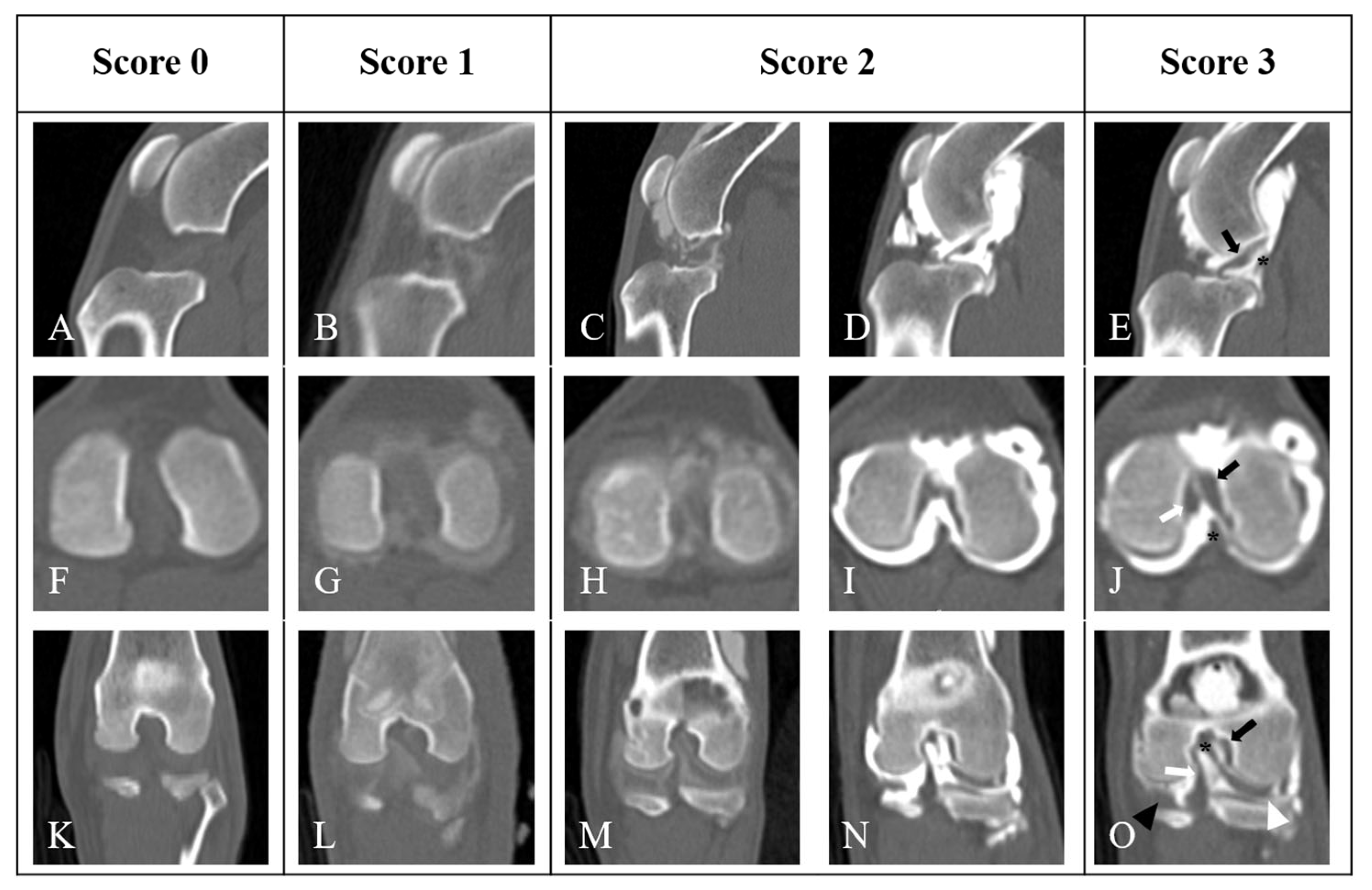 Animals 14 03334 g002