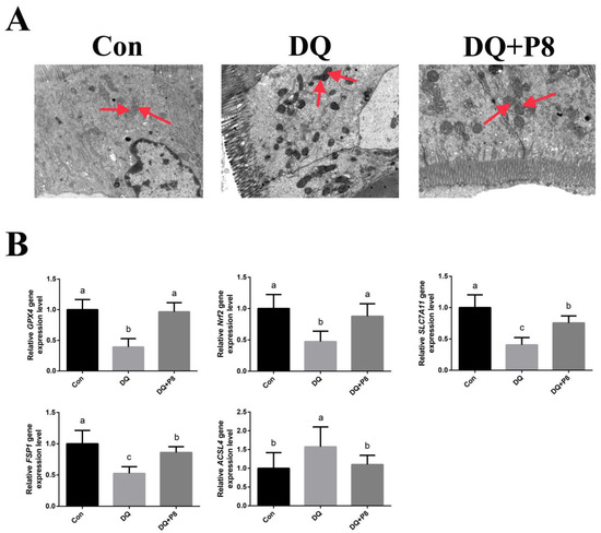 Highly Efficient Protoplast Isolation and Transient