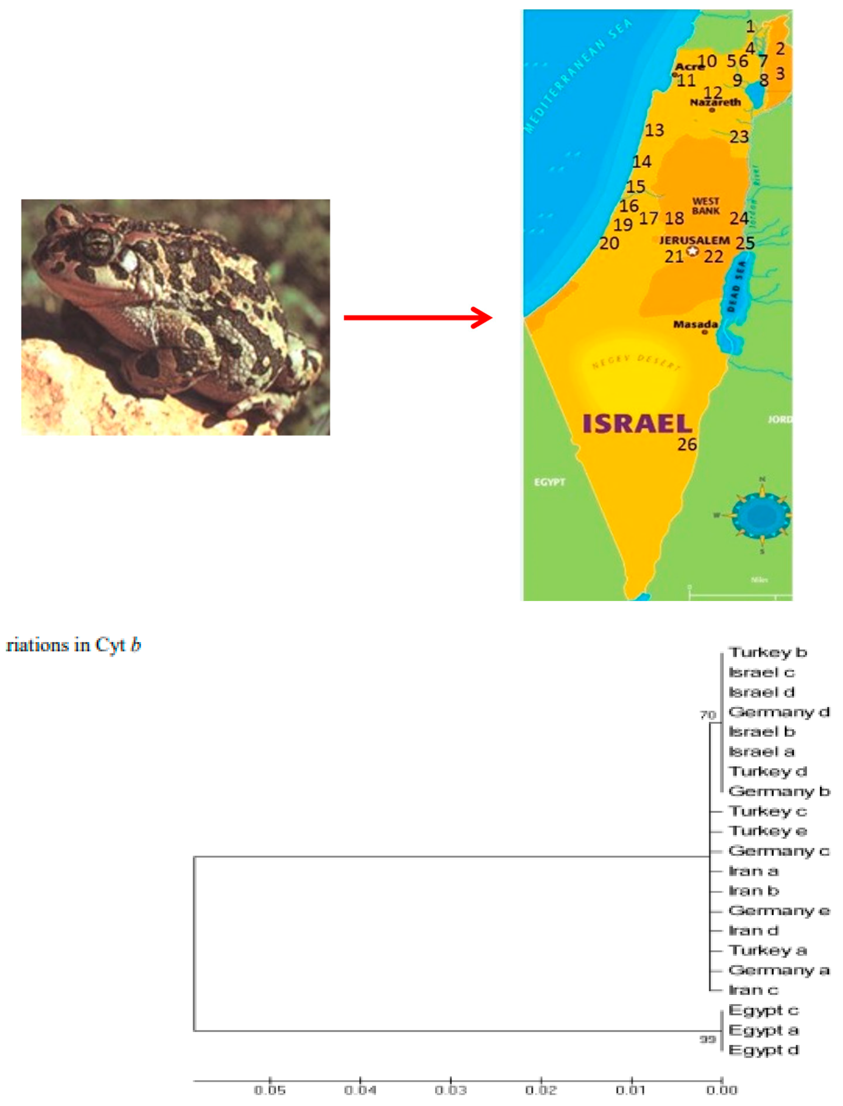 Animals 14 03351 g002