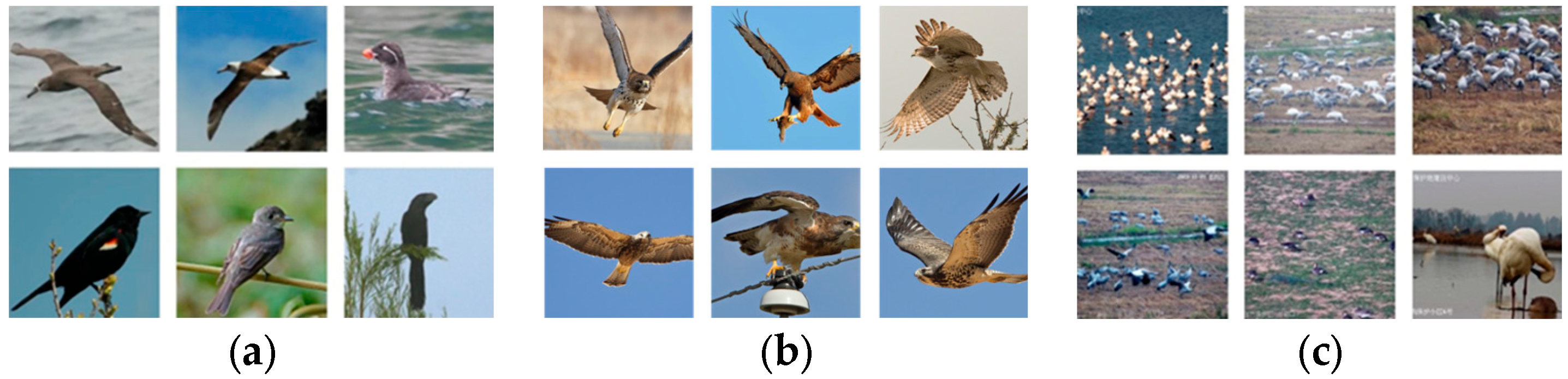 Animals 14 03353 g001