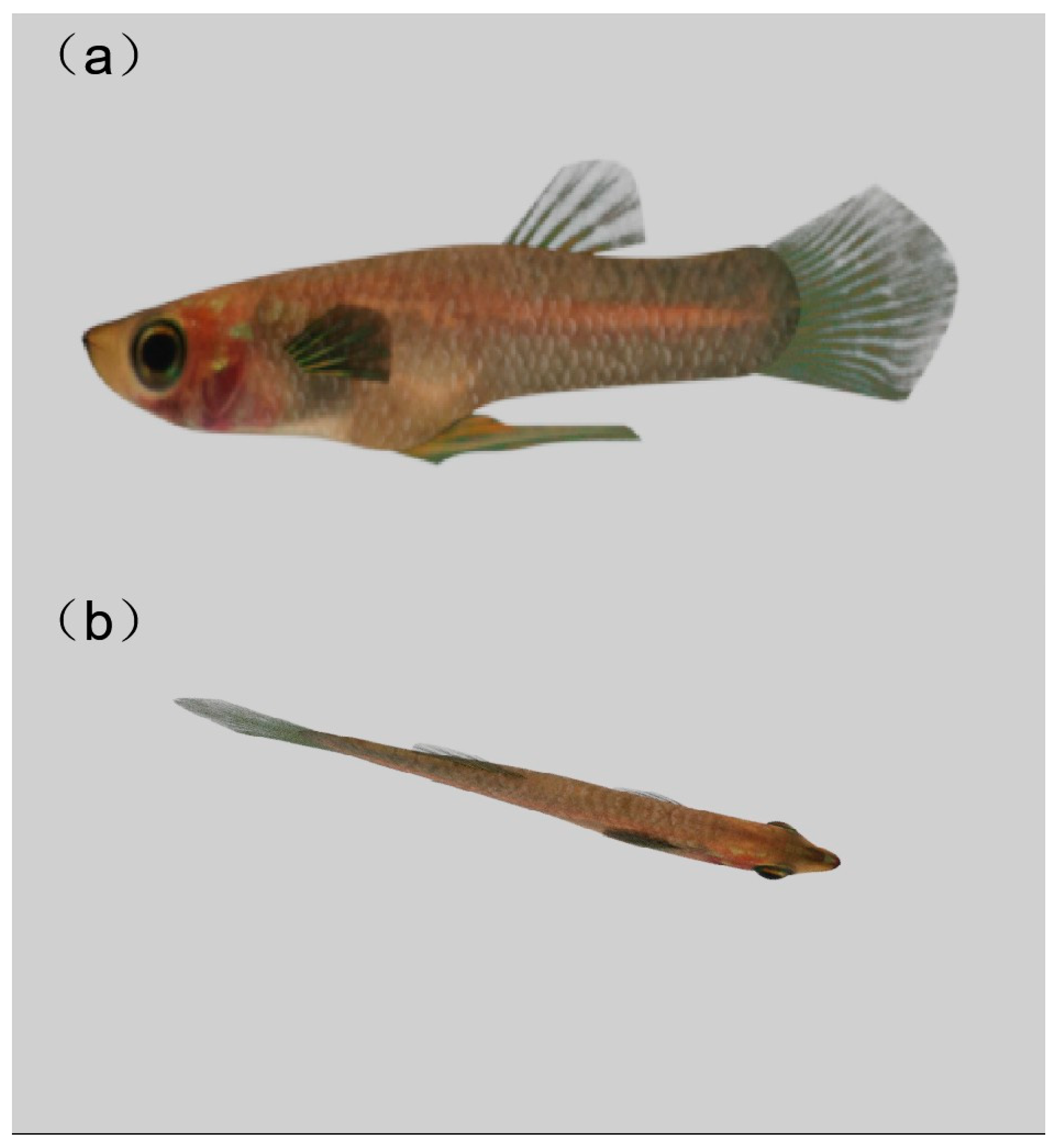 Animals 14 03369 g002 Animals 14 03369 g002