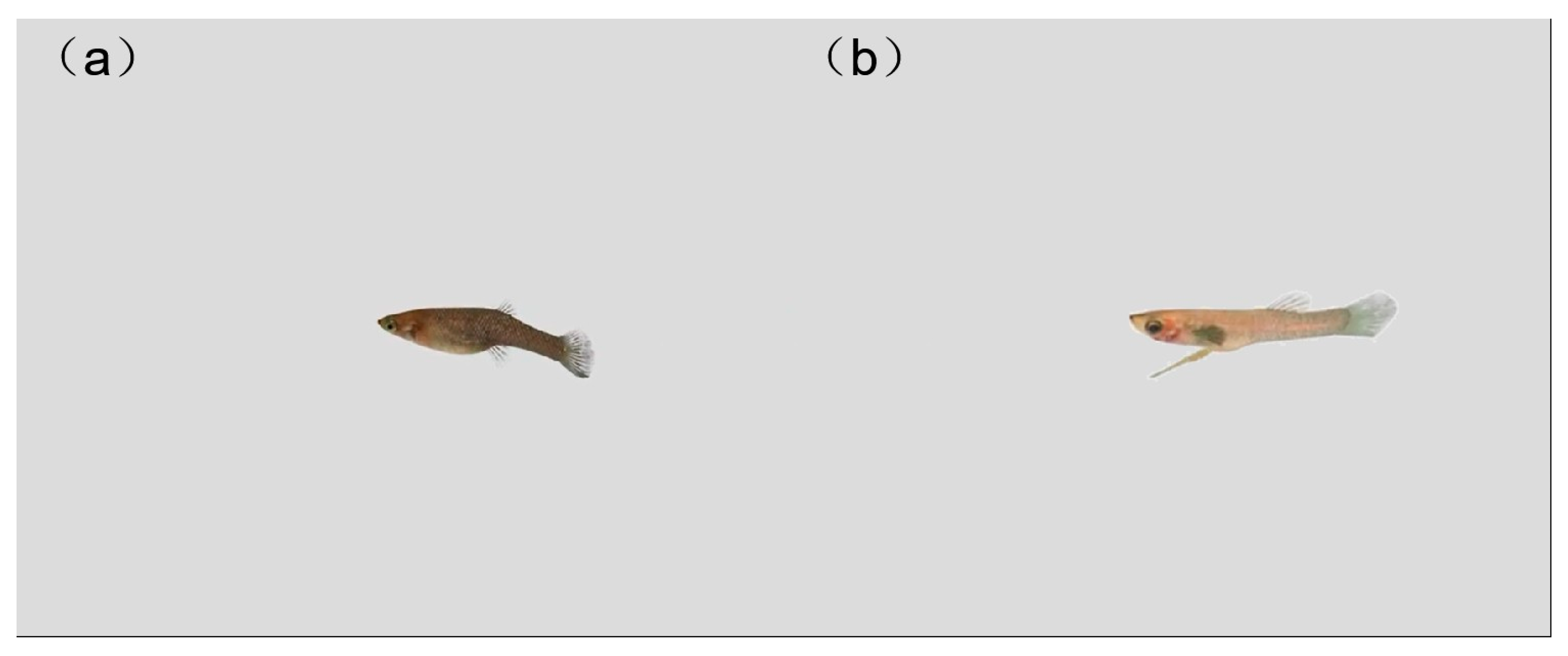 Animals 14 03369 g005 Animals 14 03369 g005