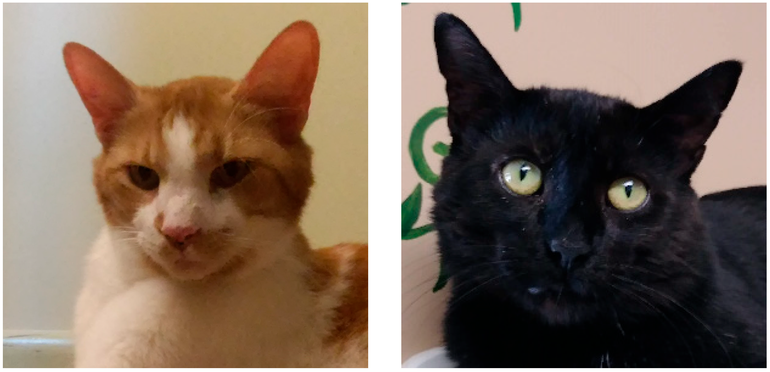 Animals 14 03372 g001