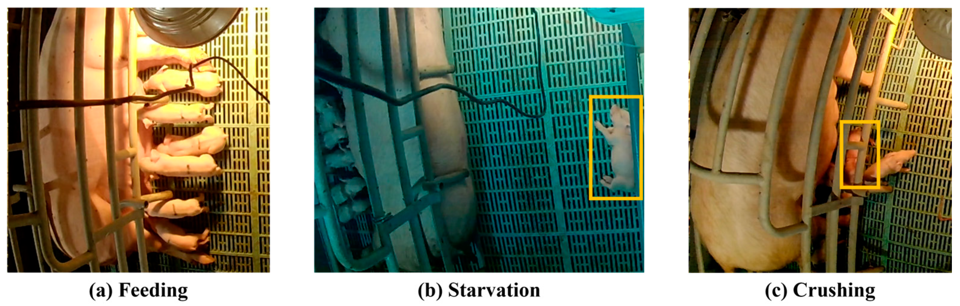 Animals 14 03375 g002