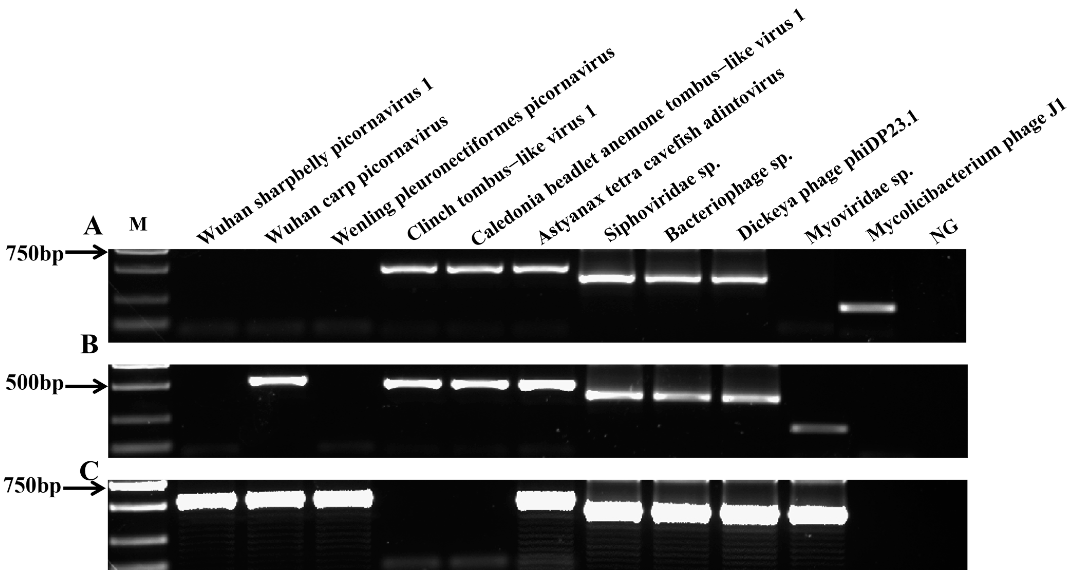 Animals 14 03386 g005