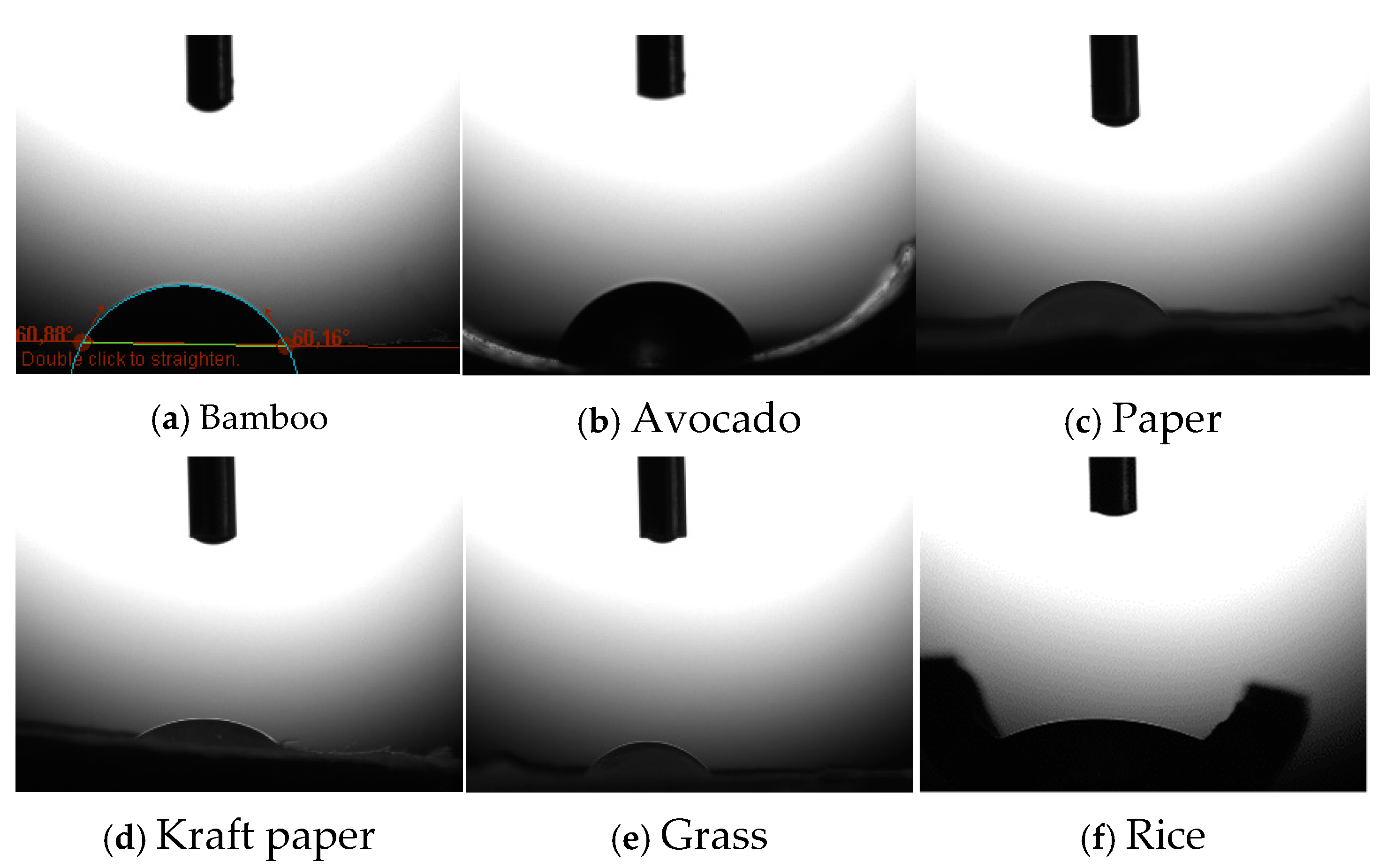 Animals 14 03388 g002