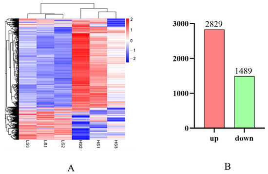 Mutation in the rat interleukin 34 gene impacts macrophage