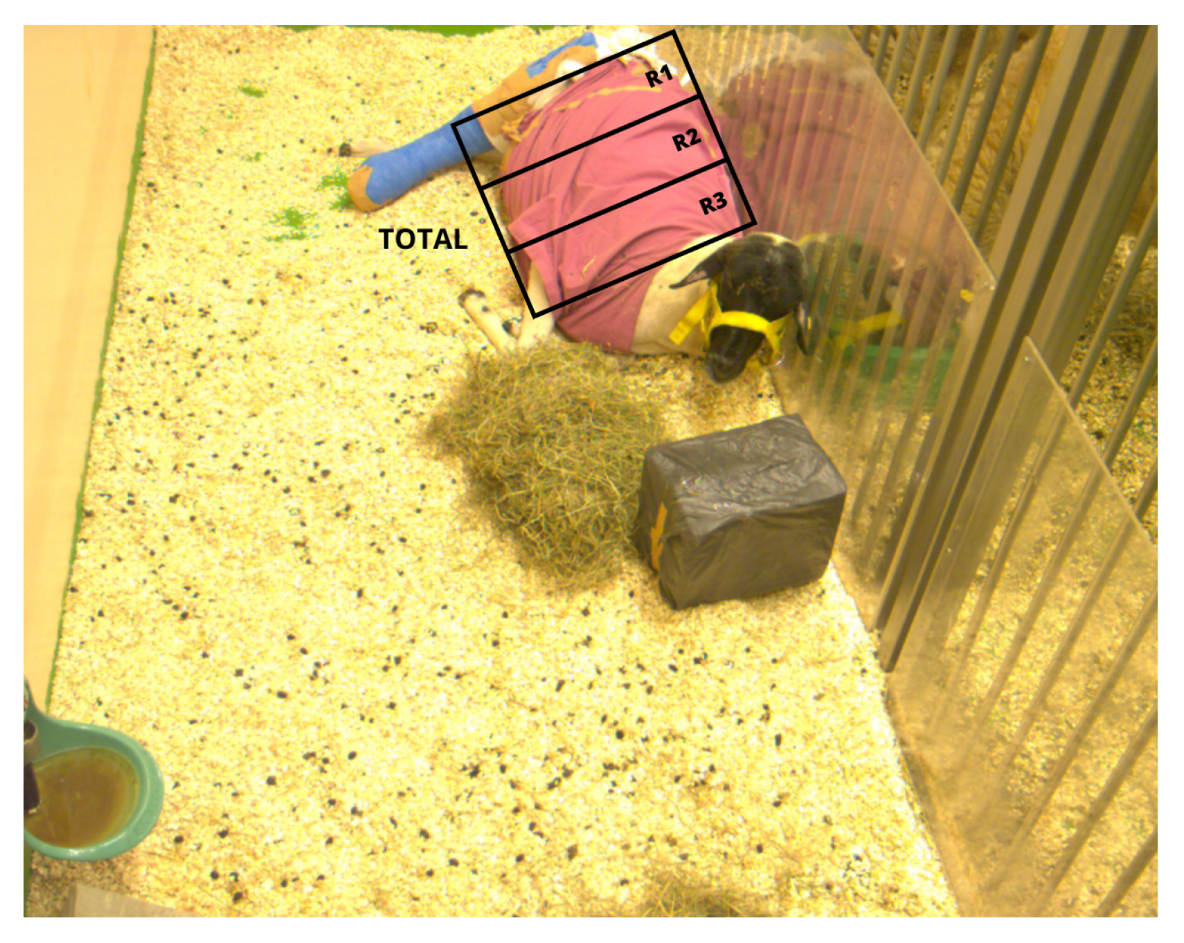 Animals 14 03398 g002