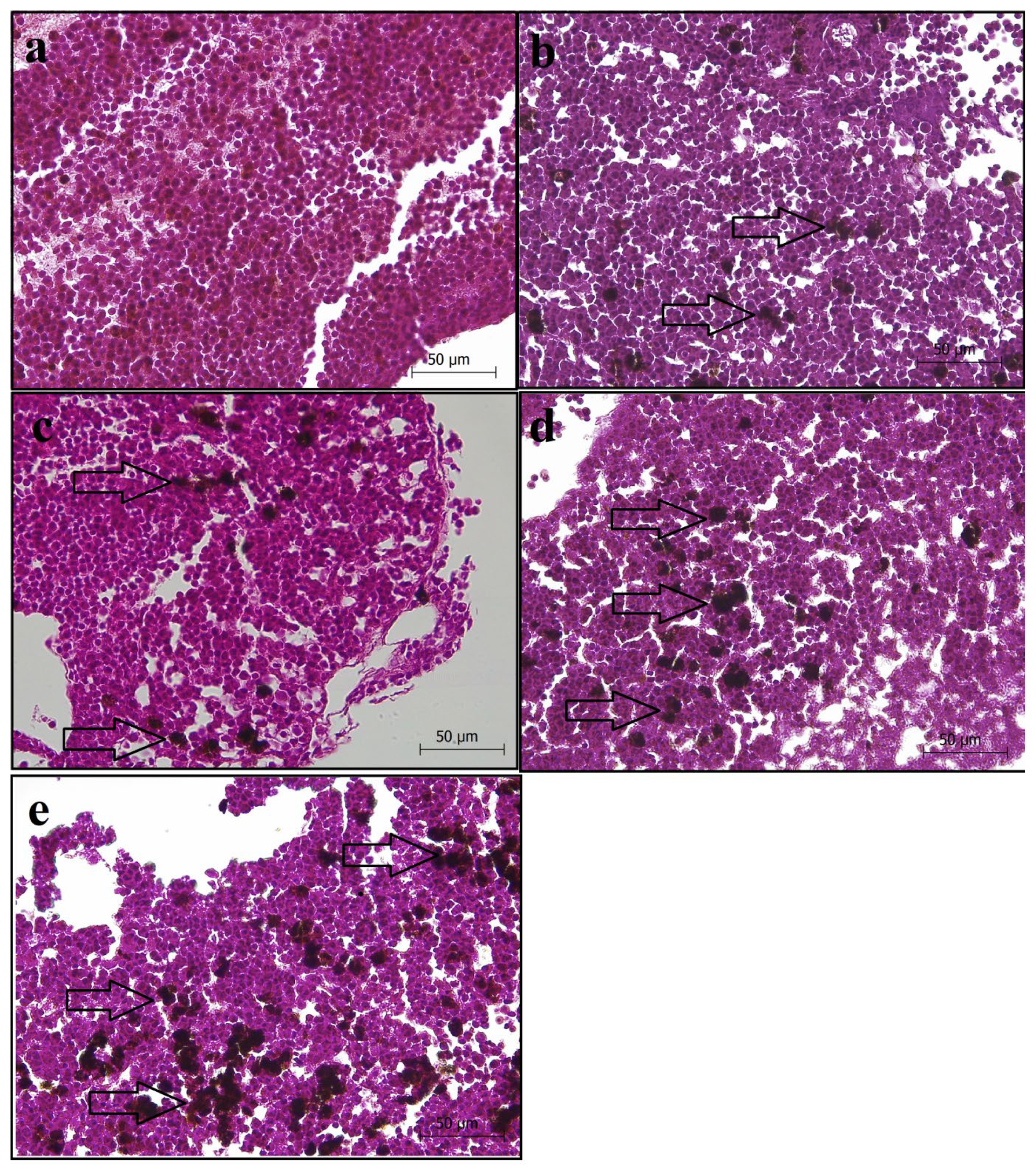 Animals 14 03402 g005