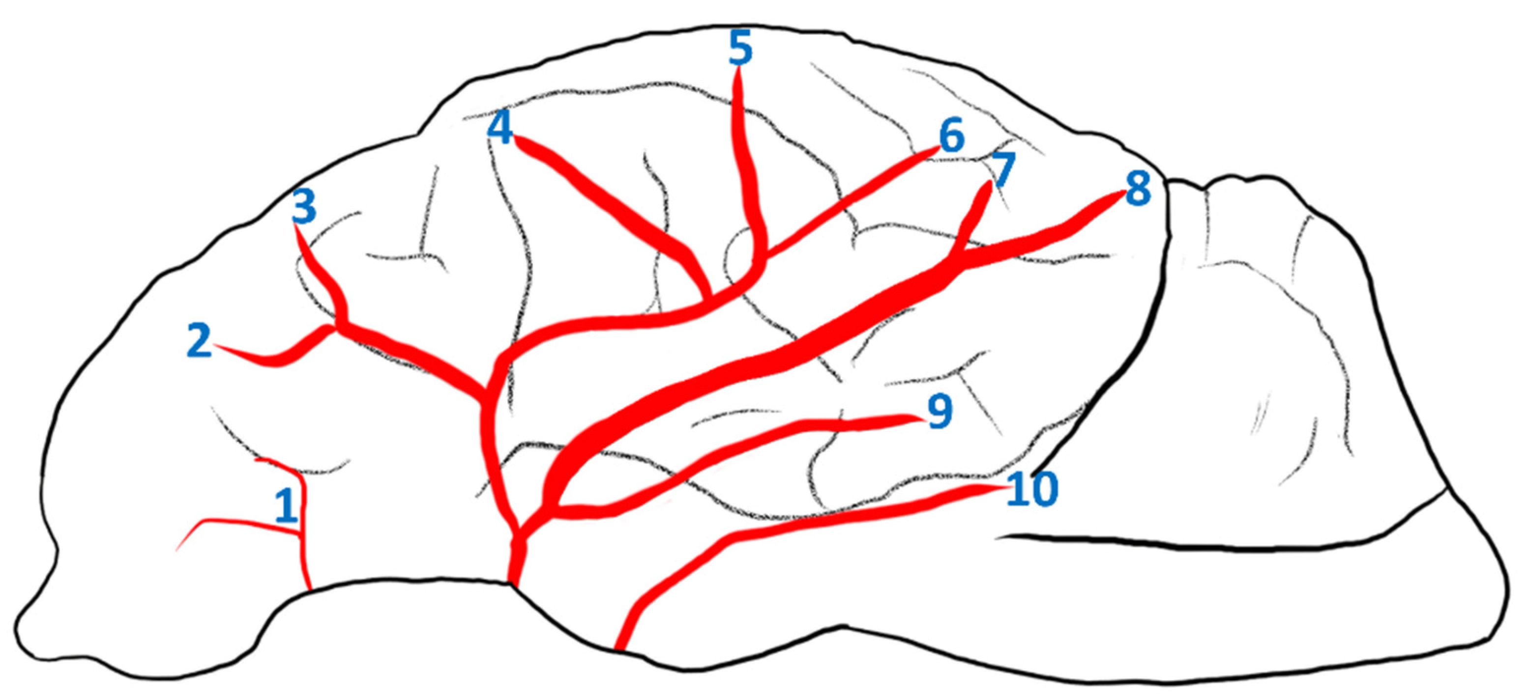 Animals 14 03410 g002