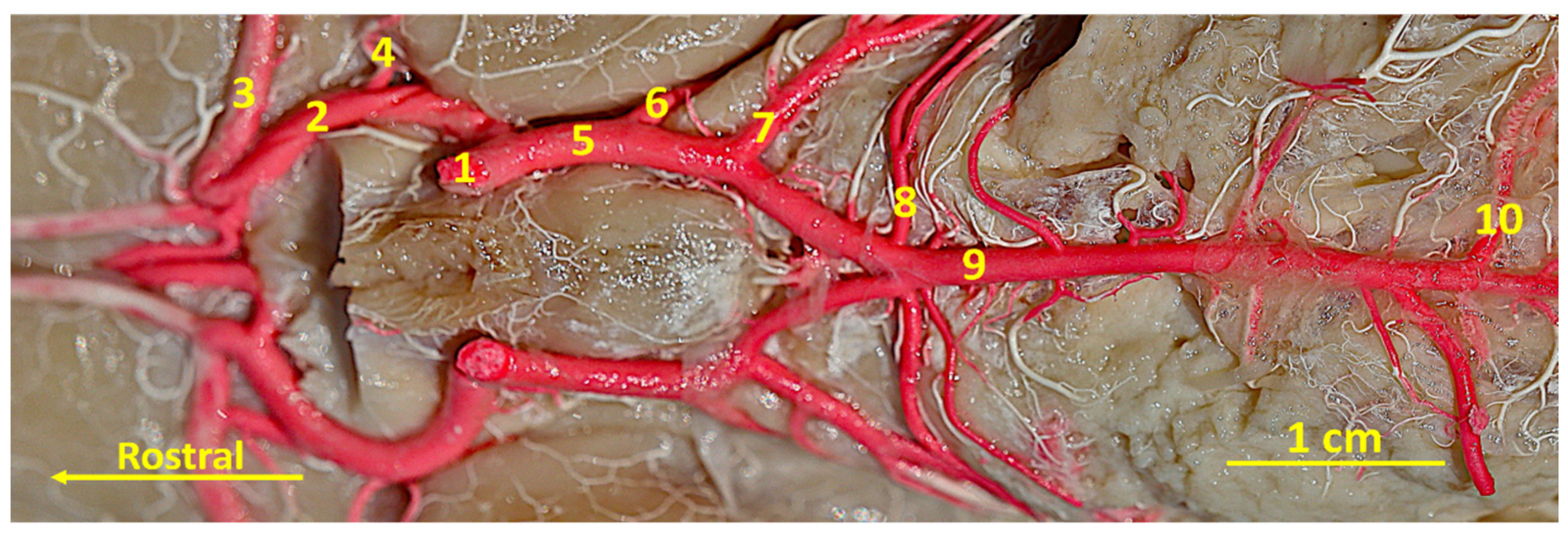 Animals 14 03410 g004