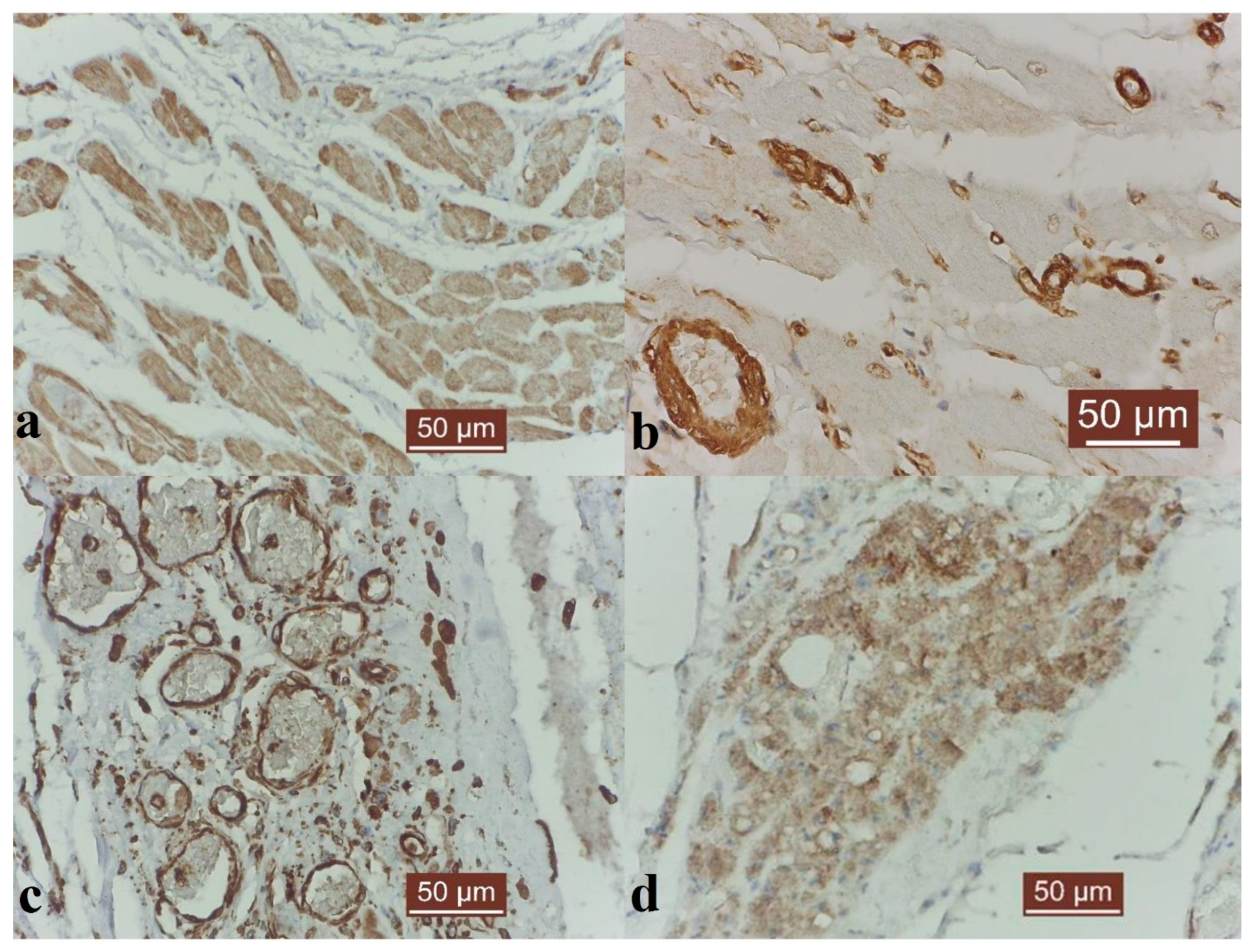 Animals 14 03412 g003 Animals 14 03412 g003