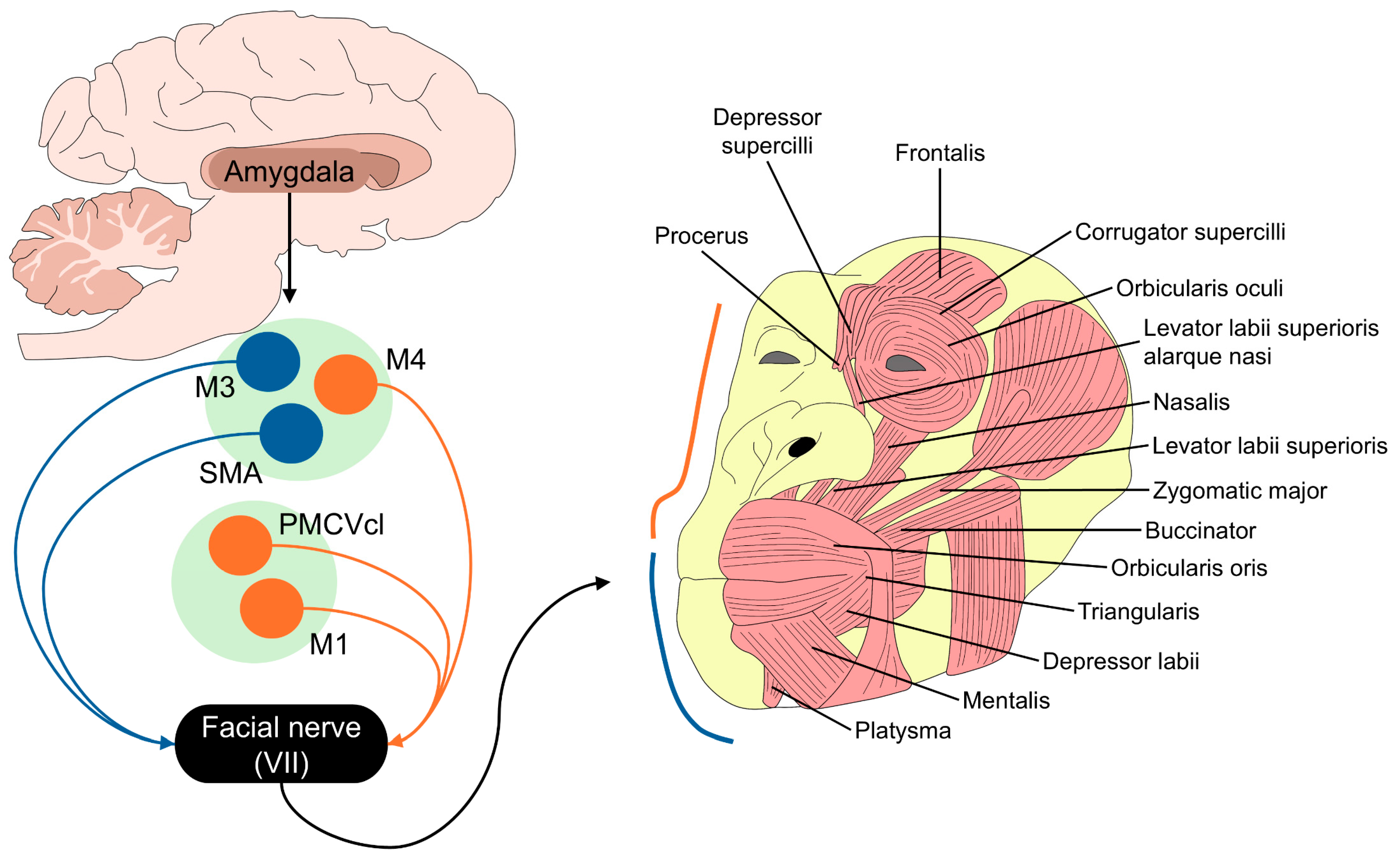 Animals 14 03414 g002