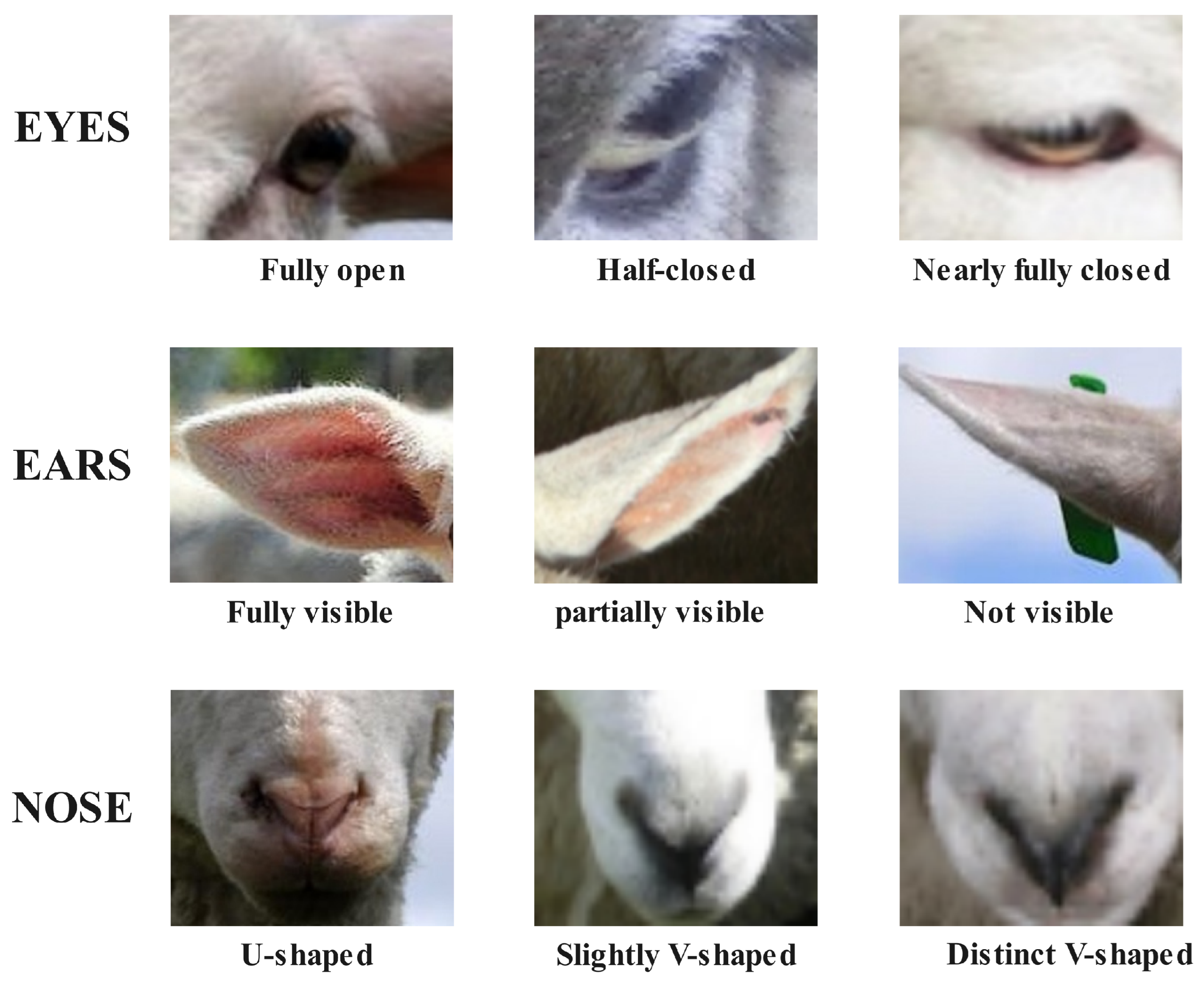 Animals 14 03415 g001