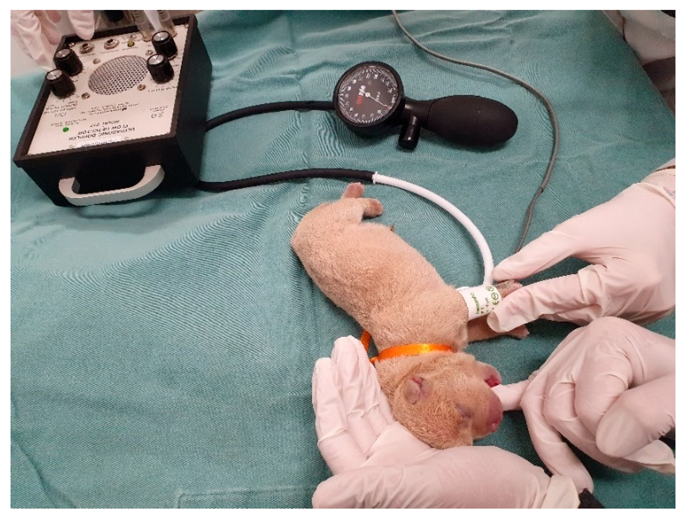 Animals 14 03417 g005