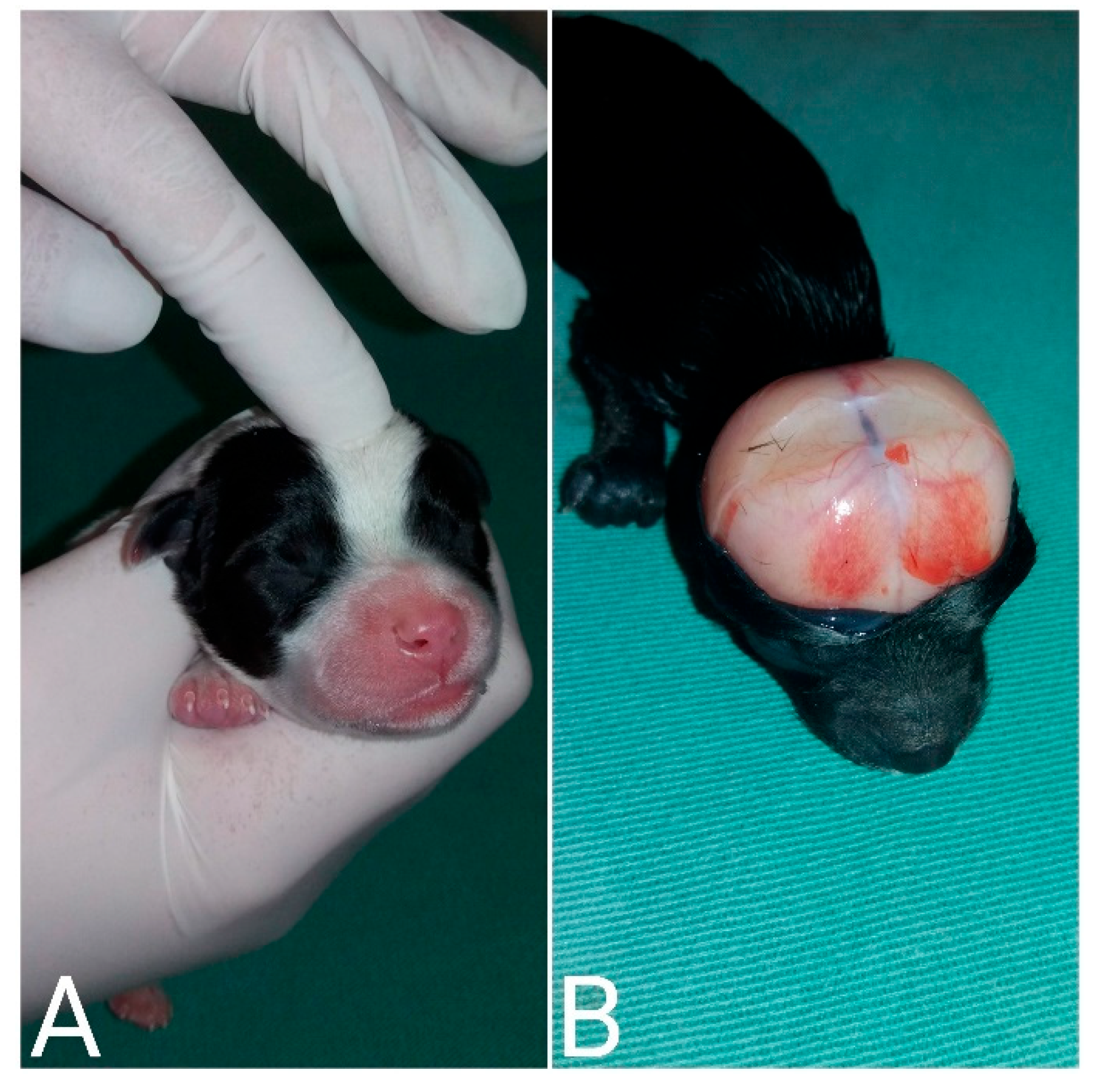 Animals 14 03417 g013