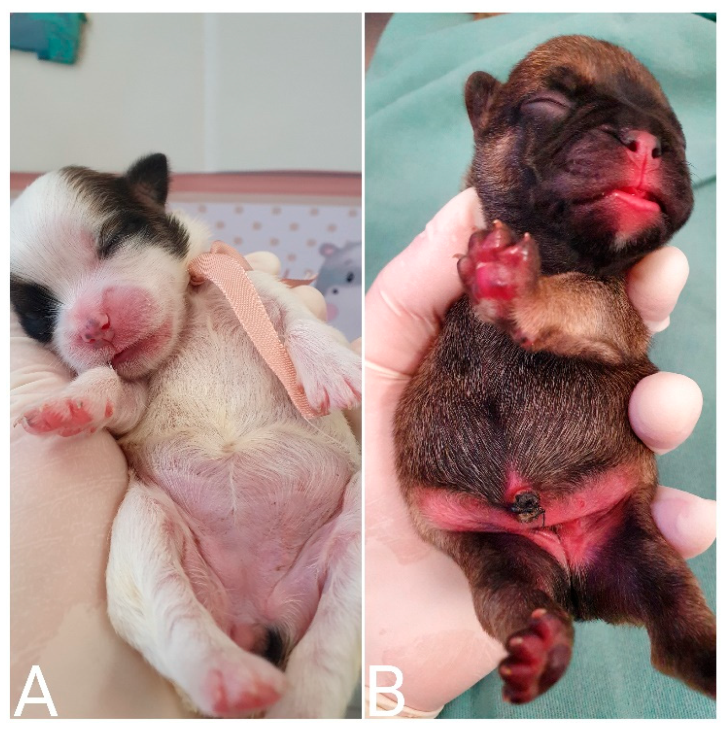 Animals 14 03417 g021