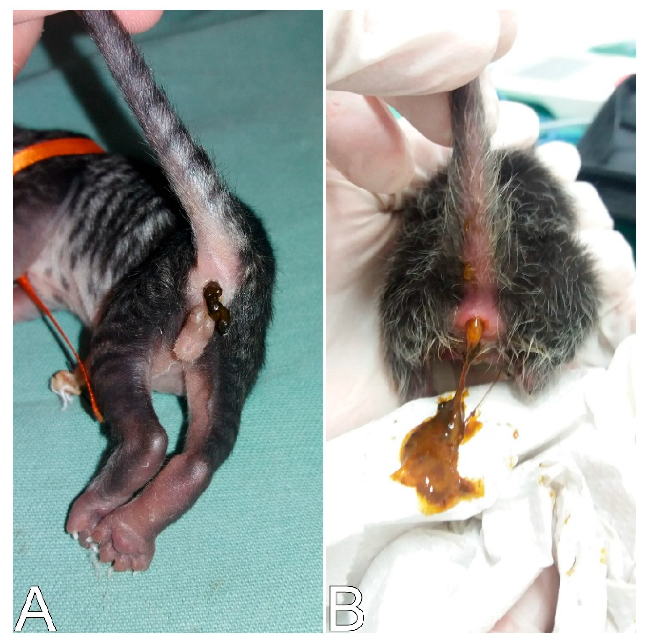 Animals 14 03417 g025