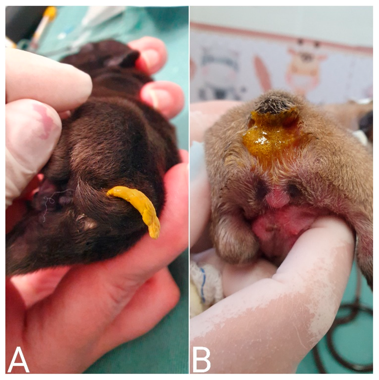 Animals 14 03417 g026