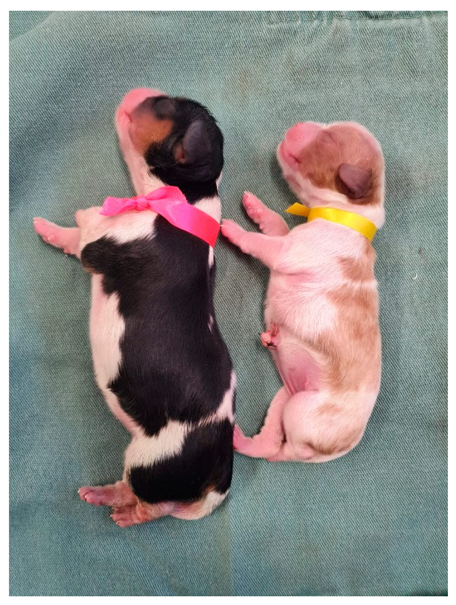 Animals 14 03417 g033