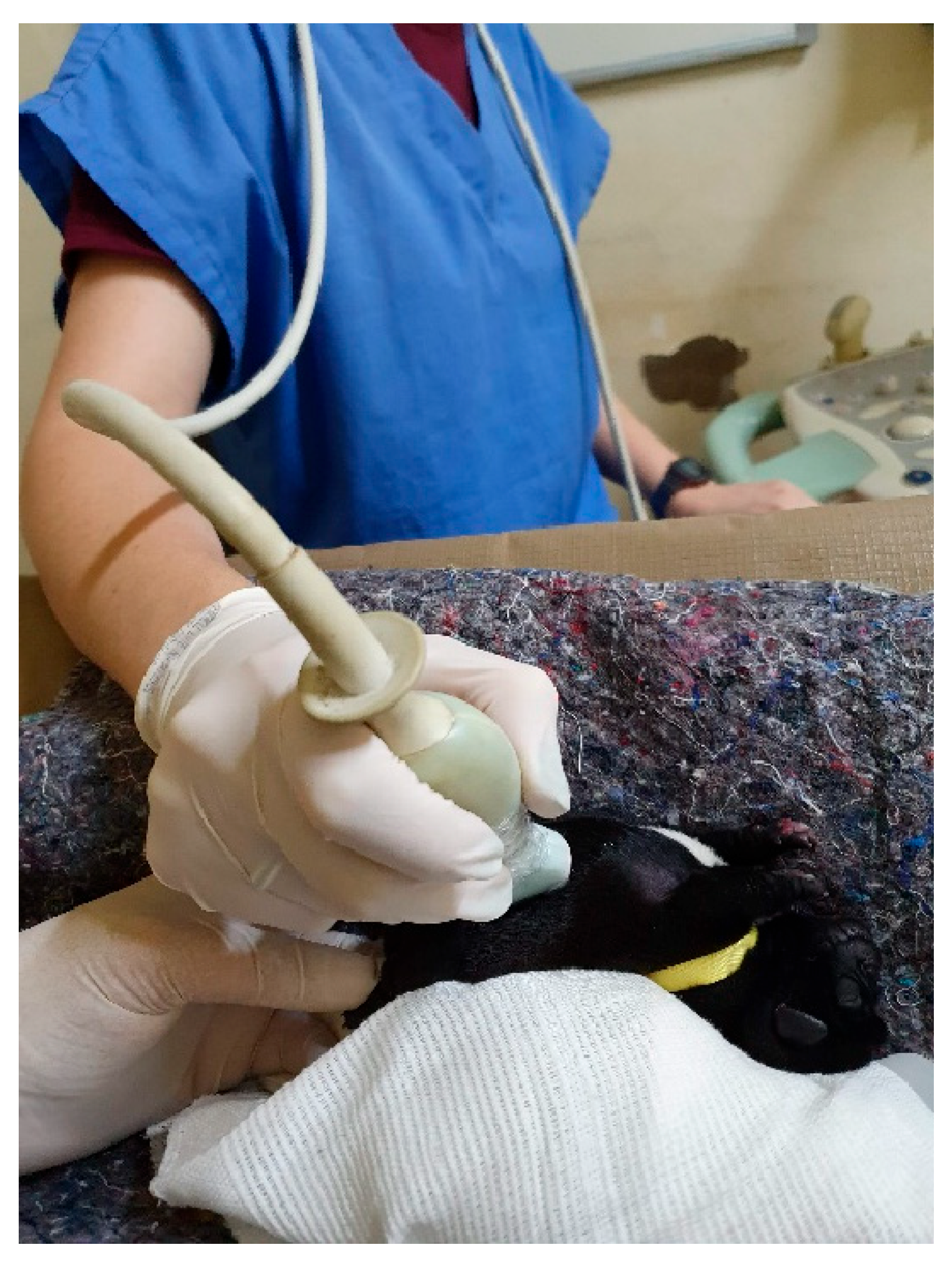 Animals 14 03417 g035