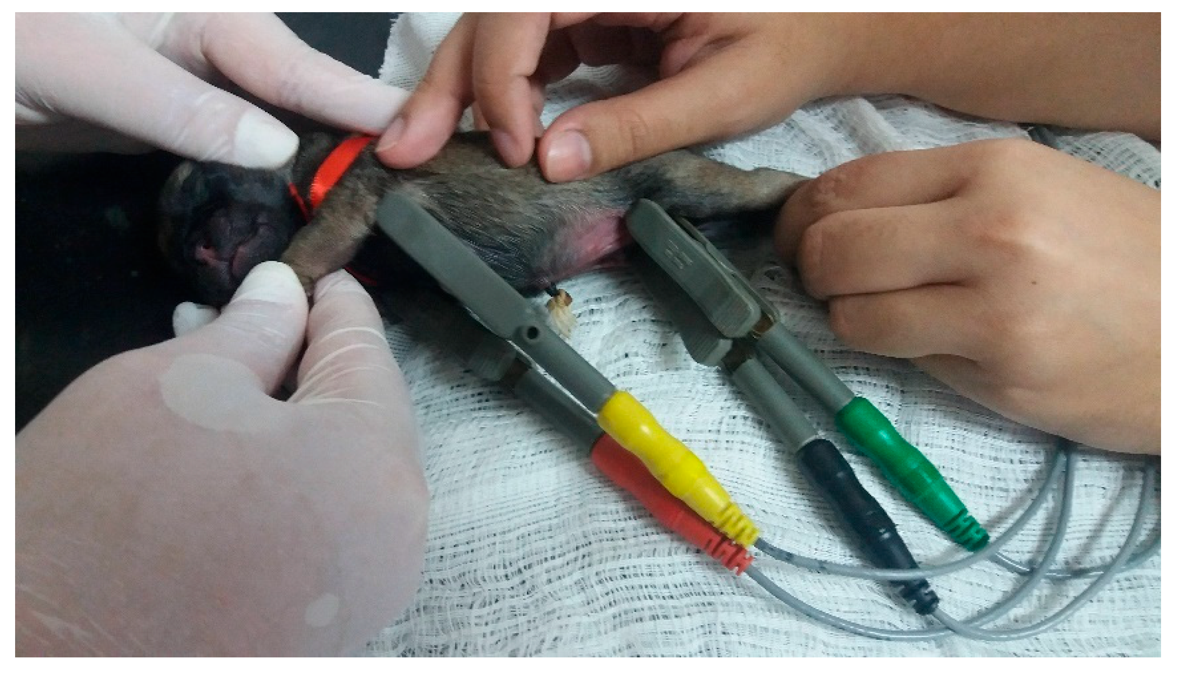 Animals 14 03417 g037