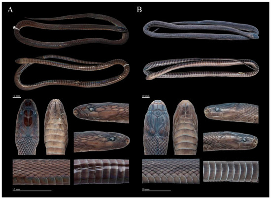 Taxonomic Revision of Ningshan Odd-Scaled Snake, Achalinus