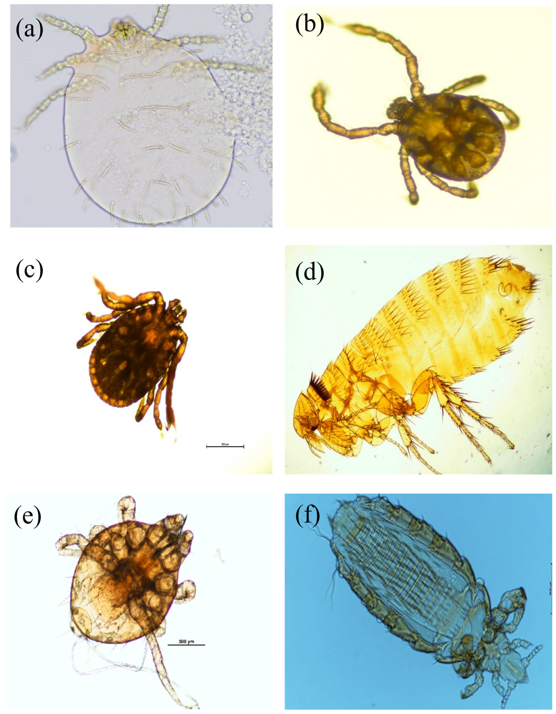 Animals 14 03433 g004 Animals 14 03433 g004