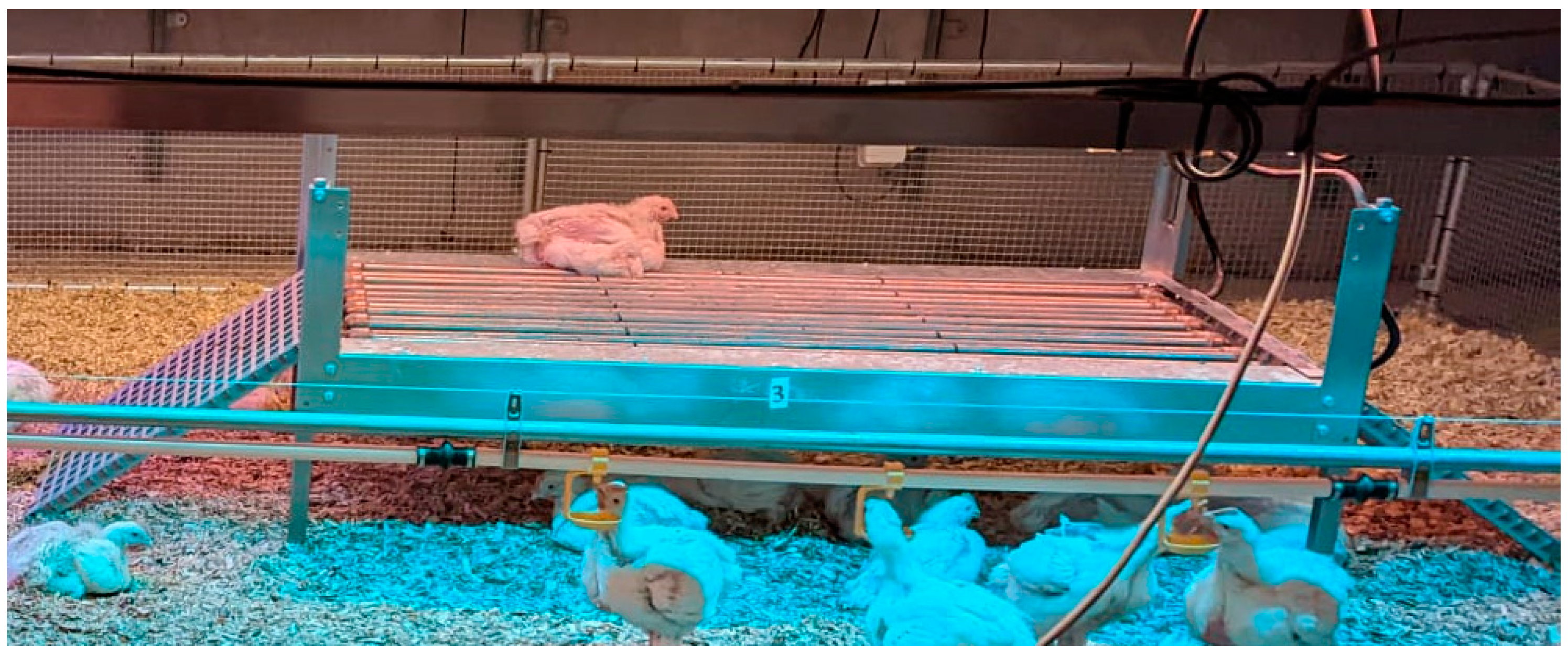 Animals 14 03448 g003