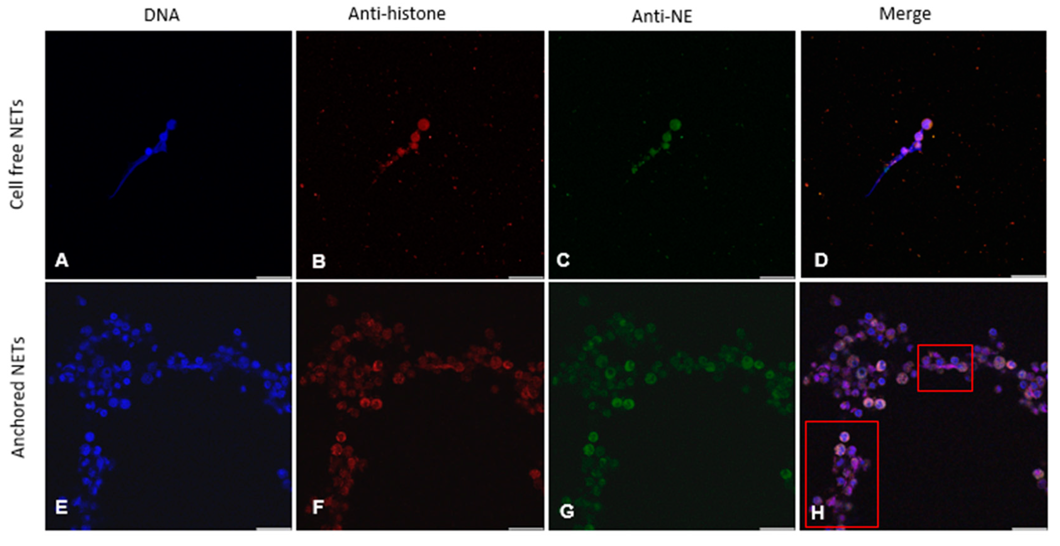 Animals 14 03456 g001a