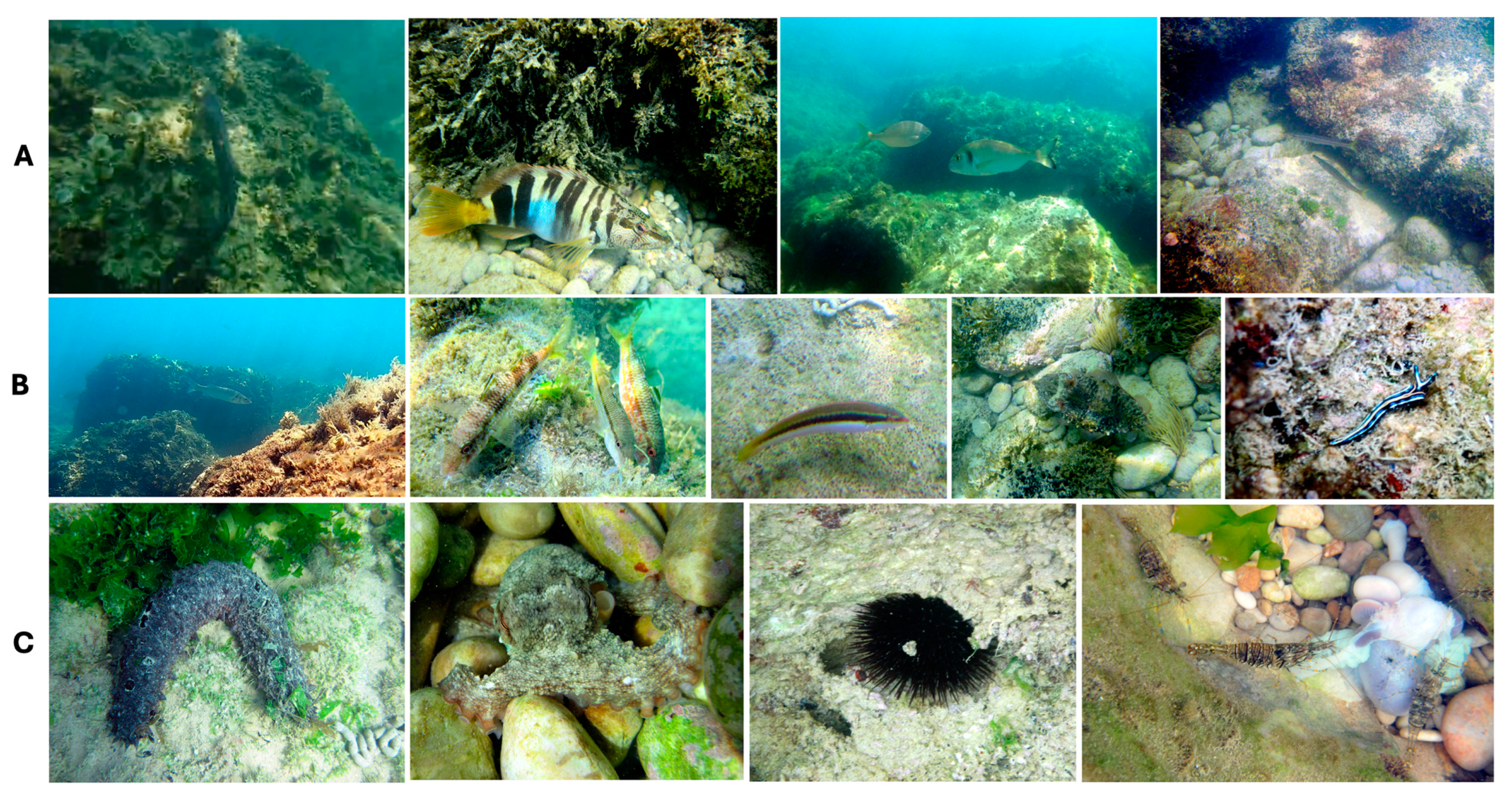 Animals 14 03469 g004