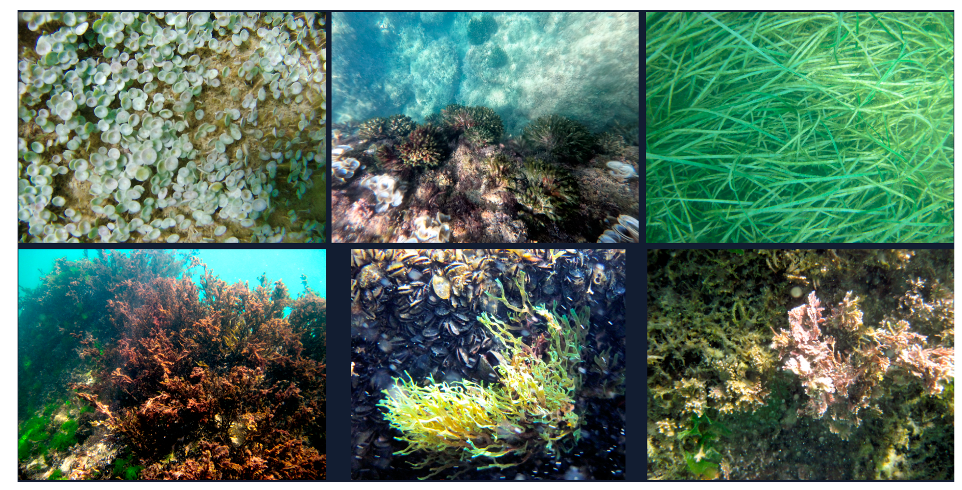 Animals 14 03469 g005