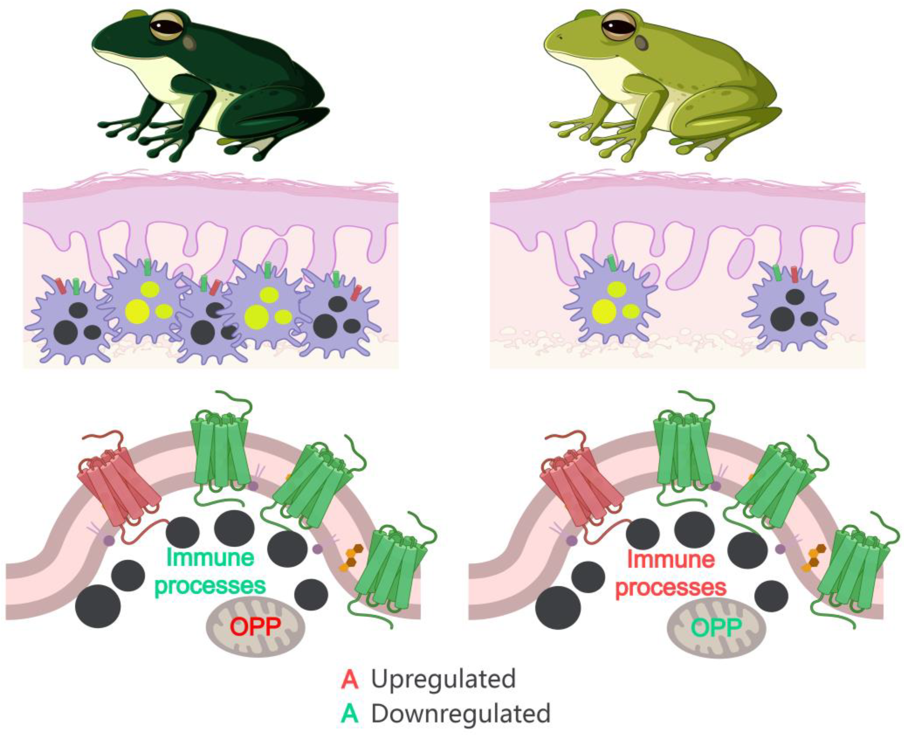 Animals 14 03472 g006 Animals 14 03472 g006