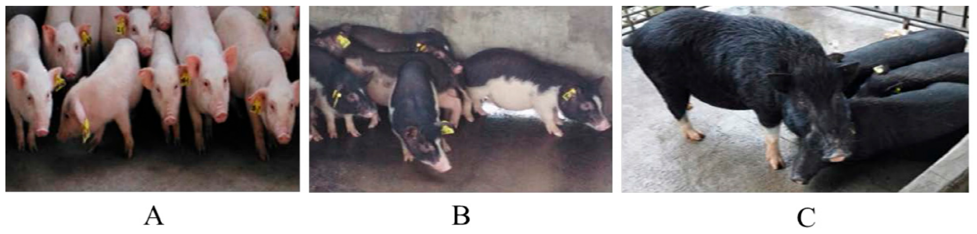 Animals 14 03493 g001