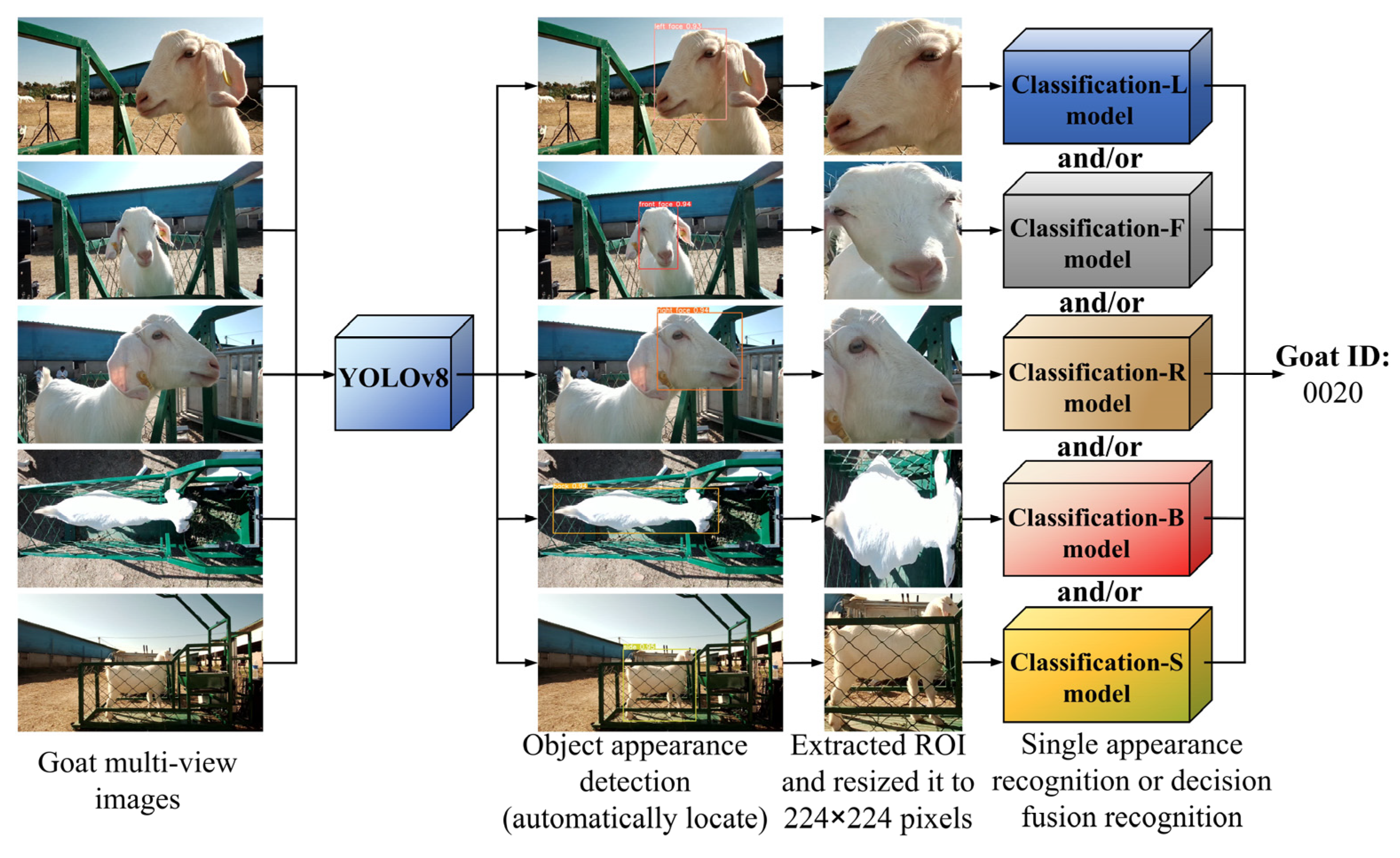 Animals 14 03509 g004