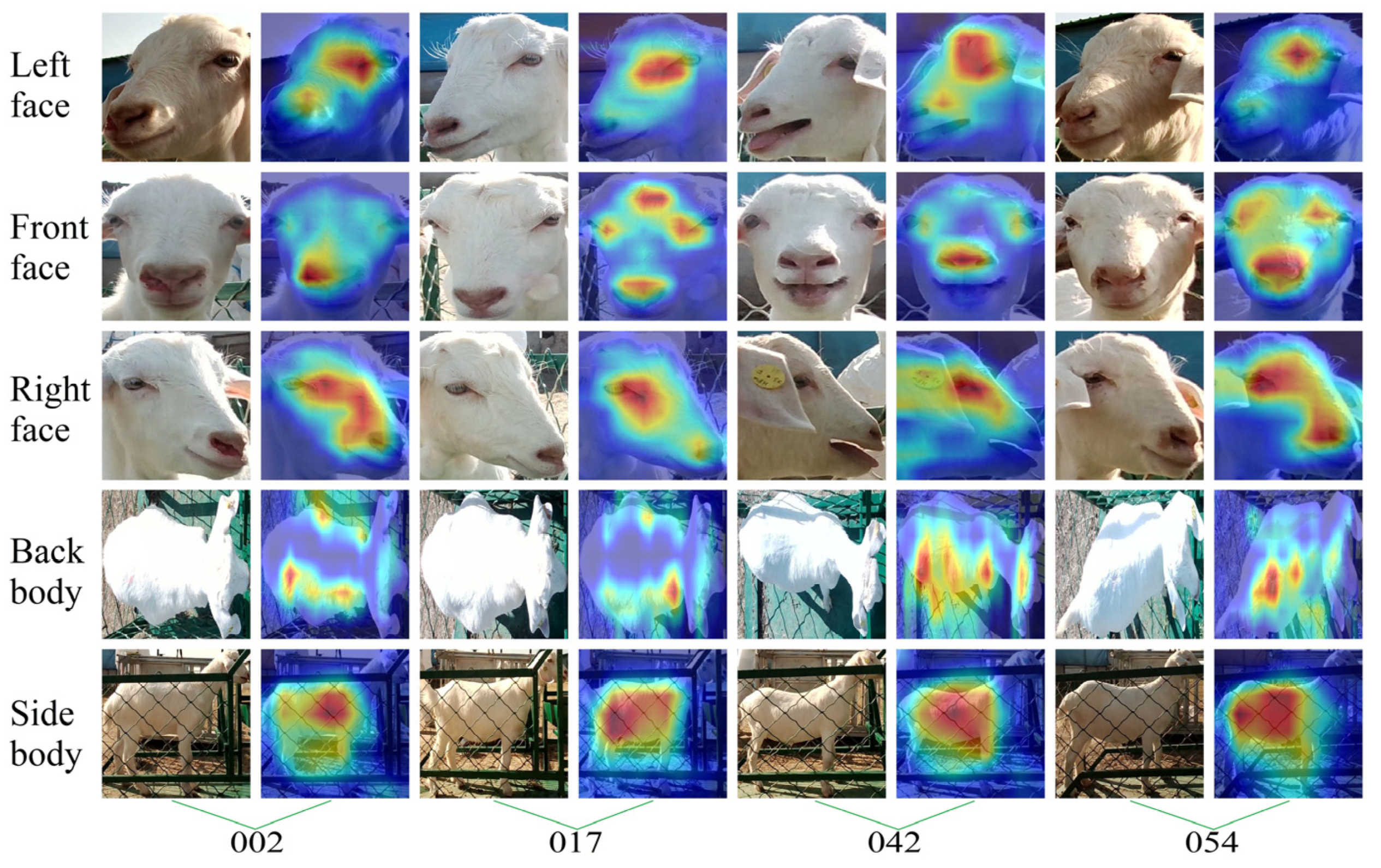 Animals 14 03509 g011