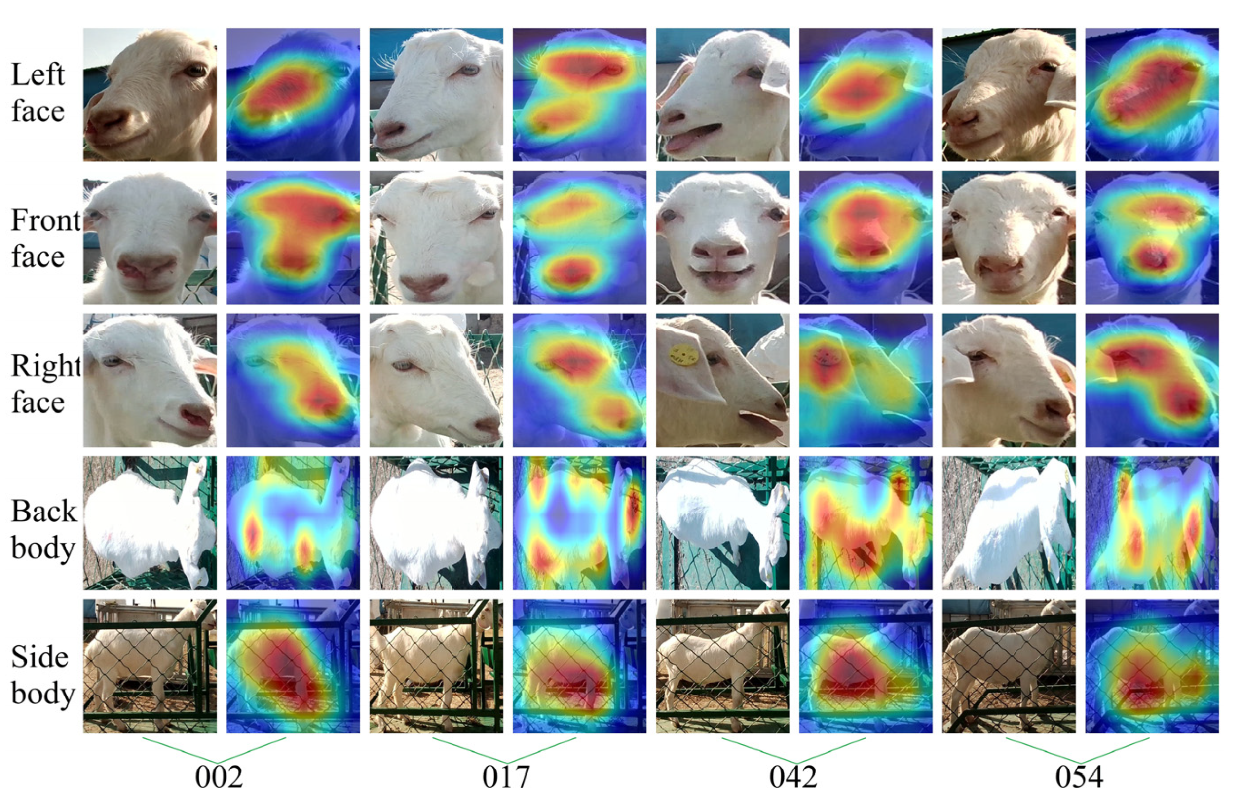 Animals 14 03509 g013