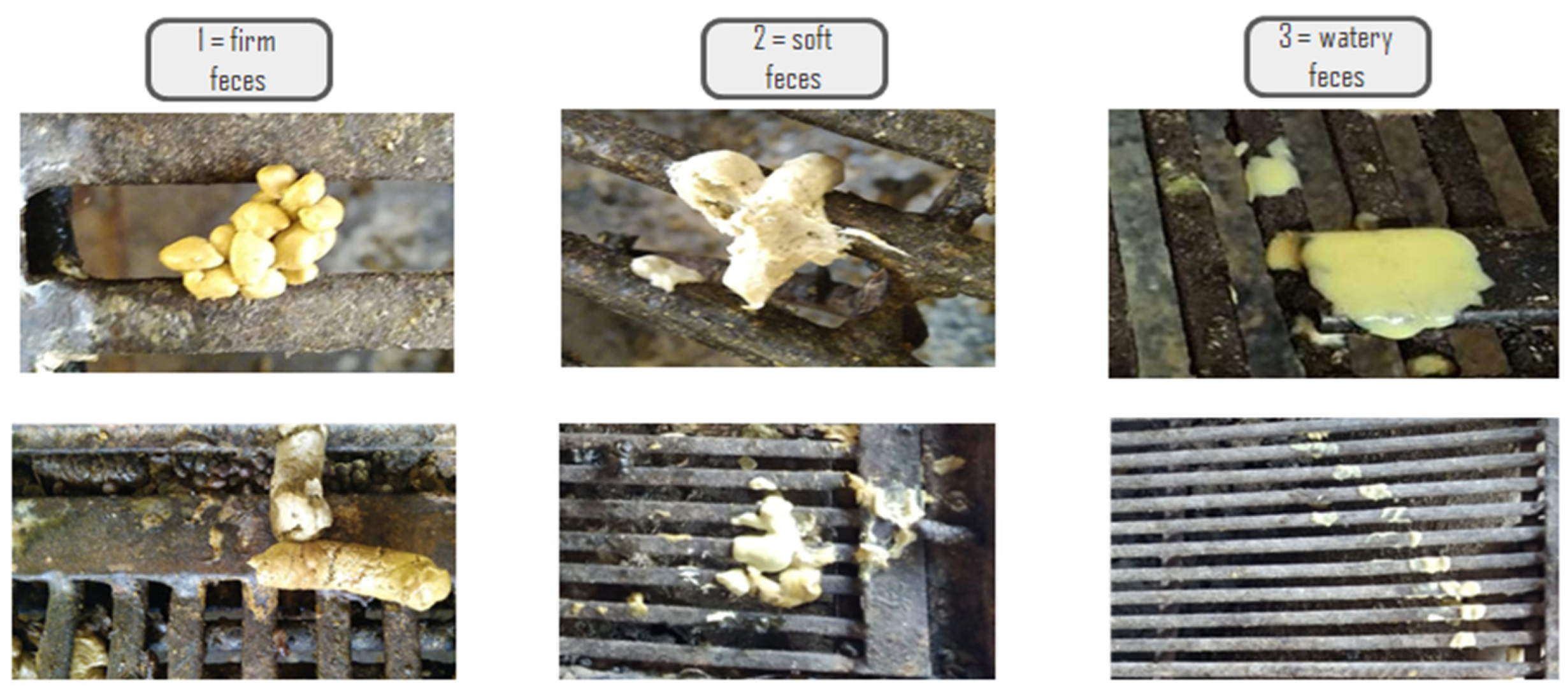 Animals 14 03511 g001