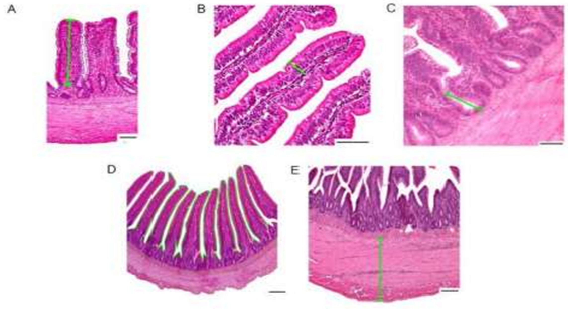 Animals 14 03511 g002