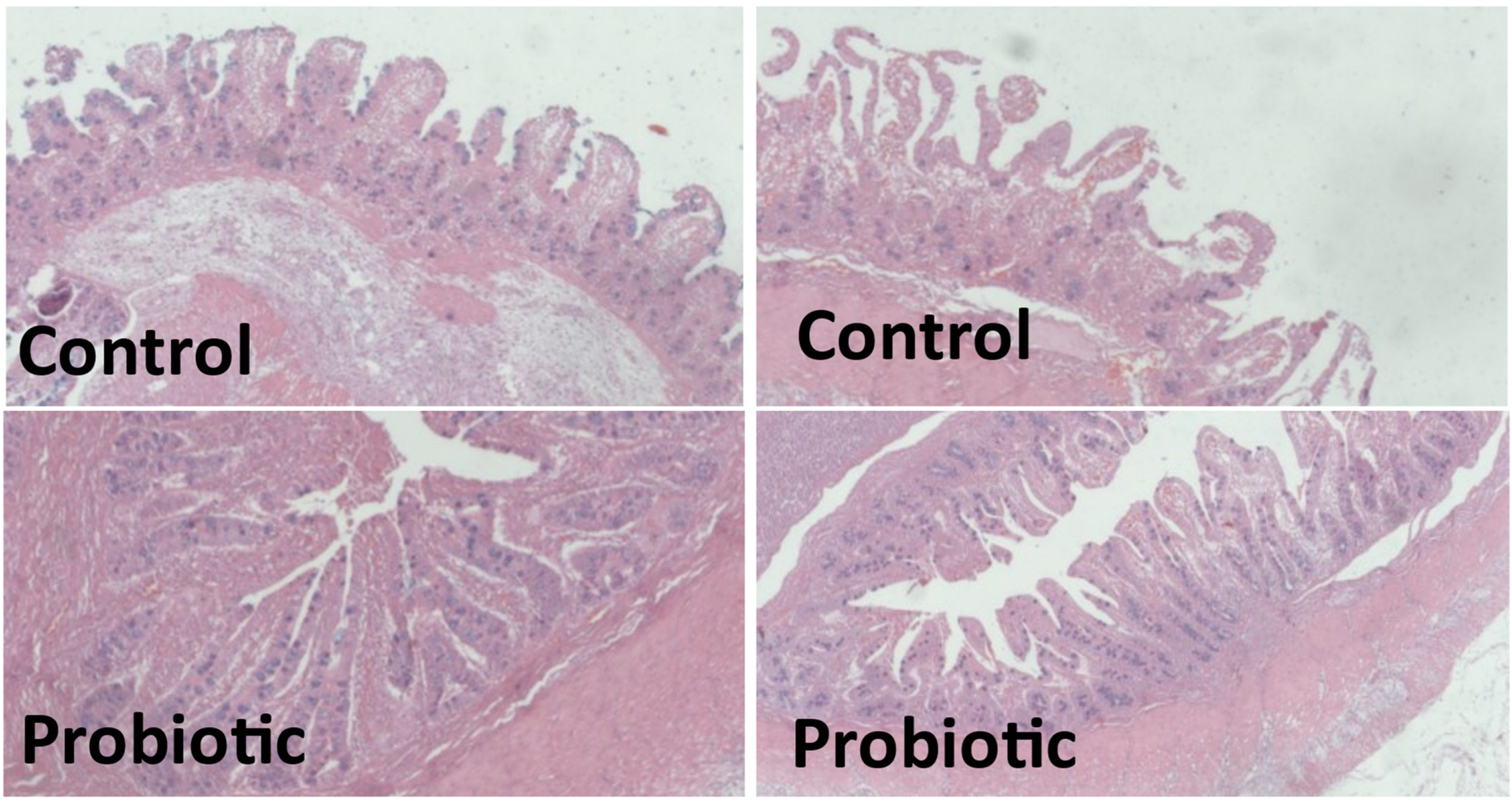 Animals 14 03511 g003